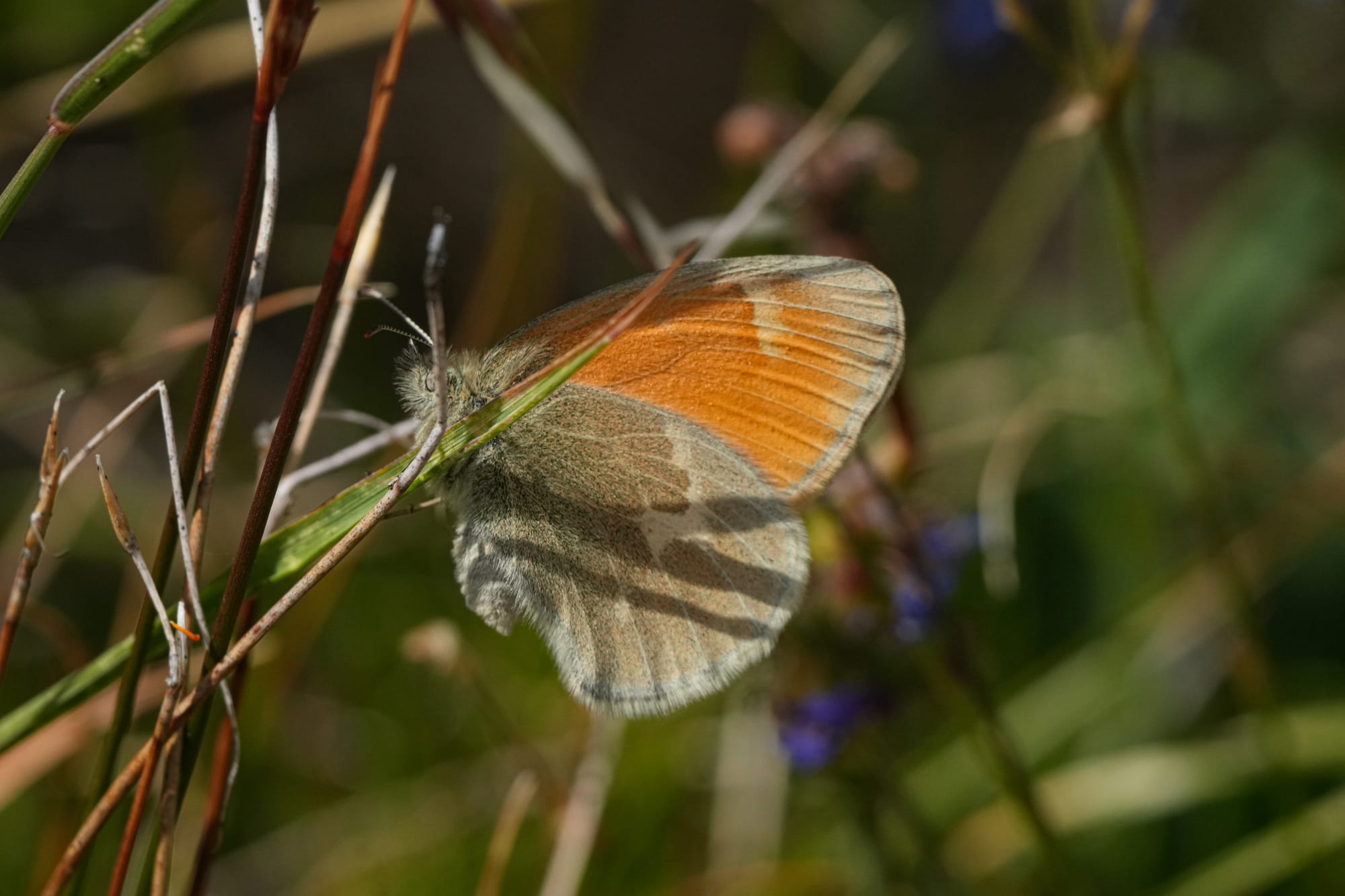 ochre ringlet