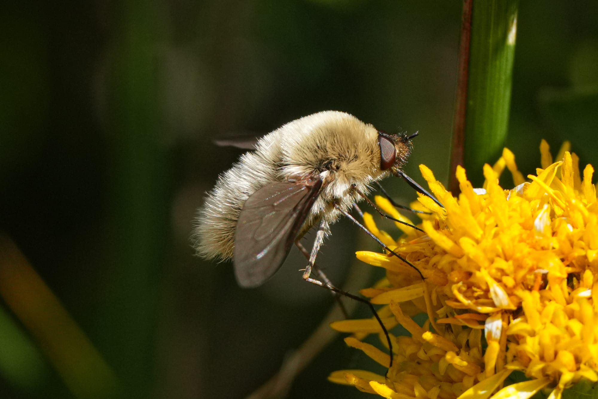 bee fly