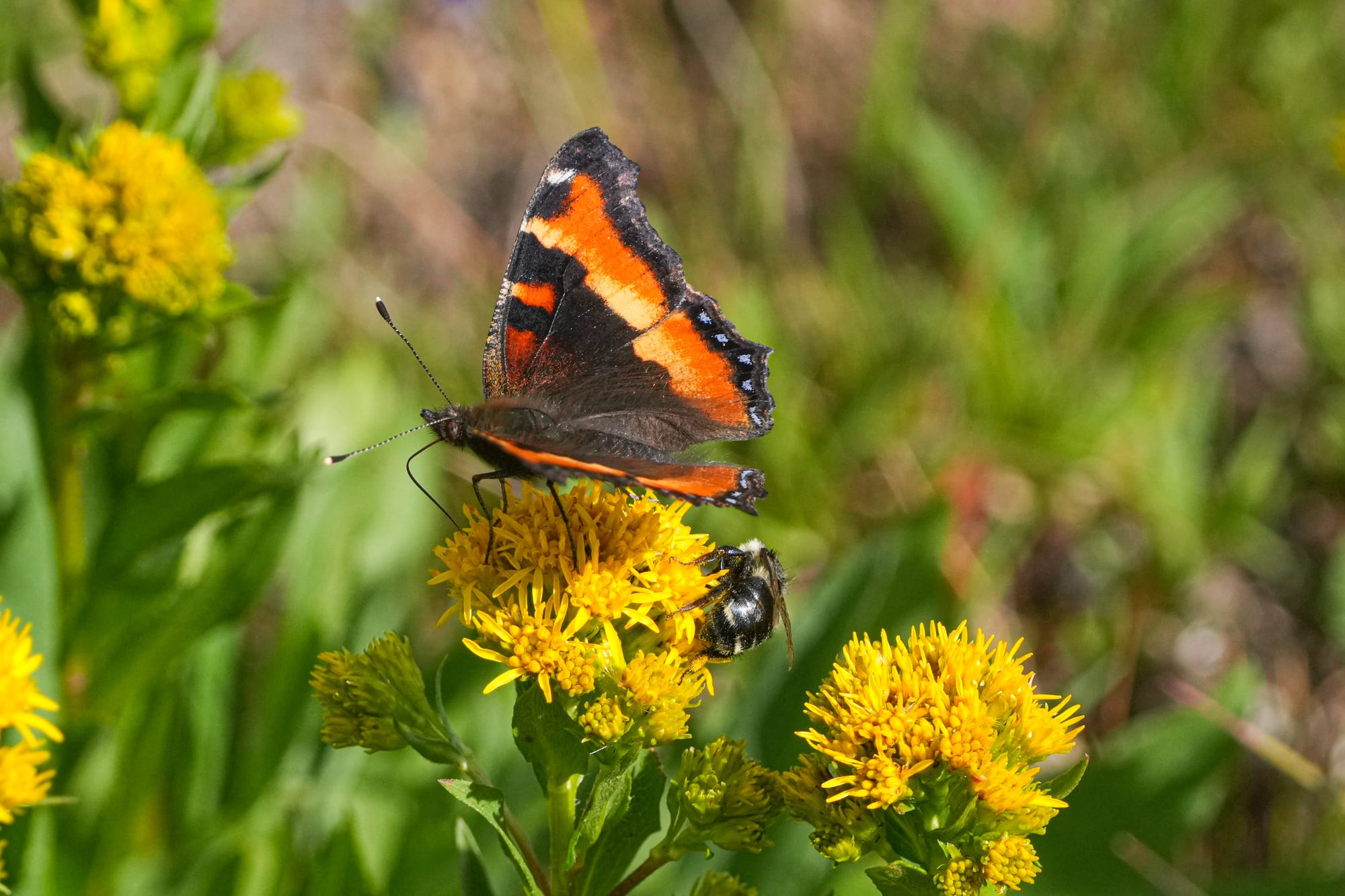 Milbert's tortoiseshell