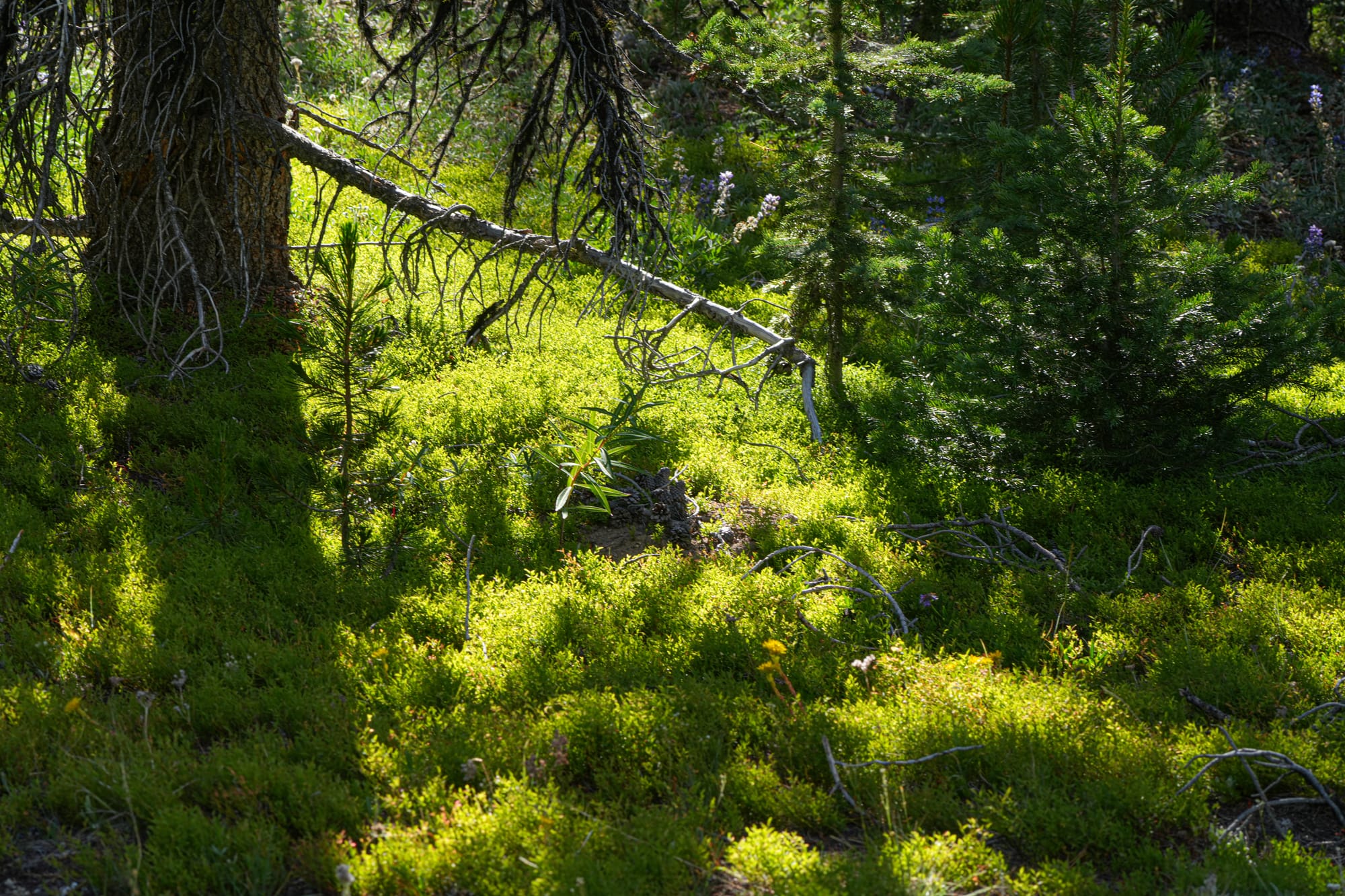 grouse whortleberries