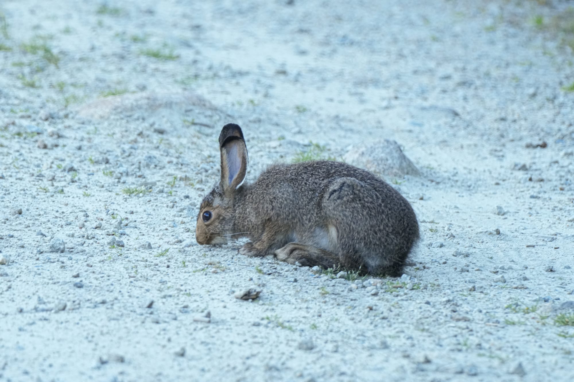 snowshoe hare