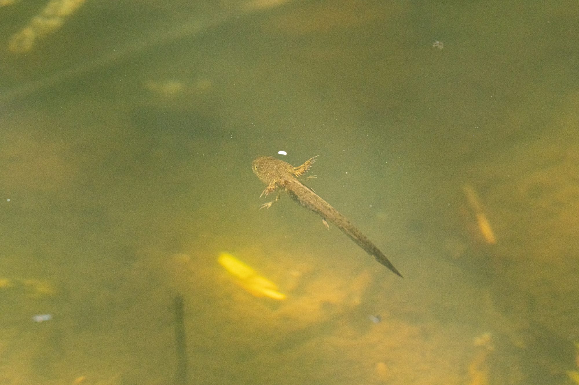 long-toed salamander larvae