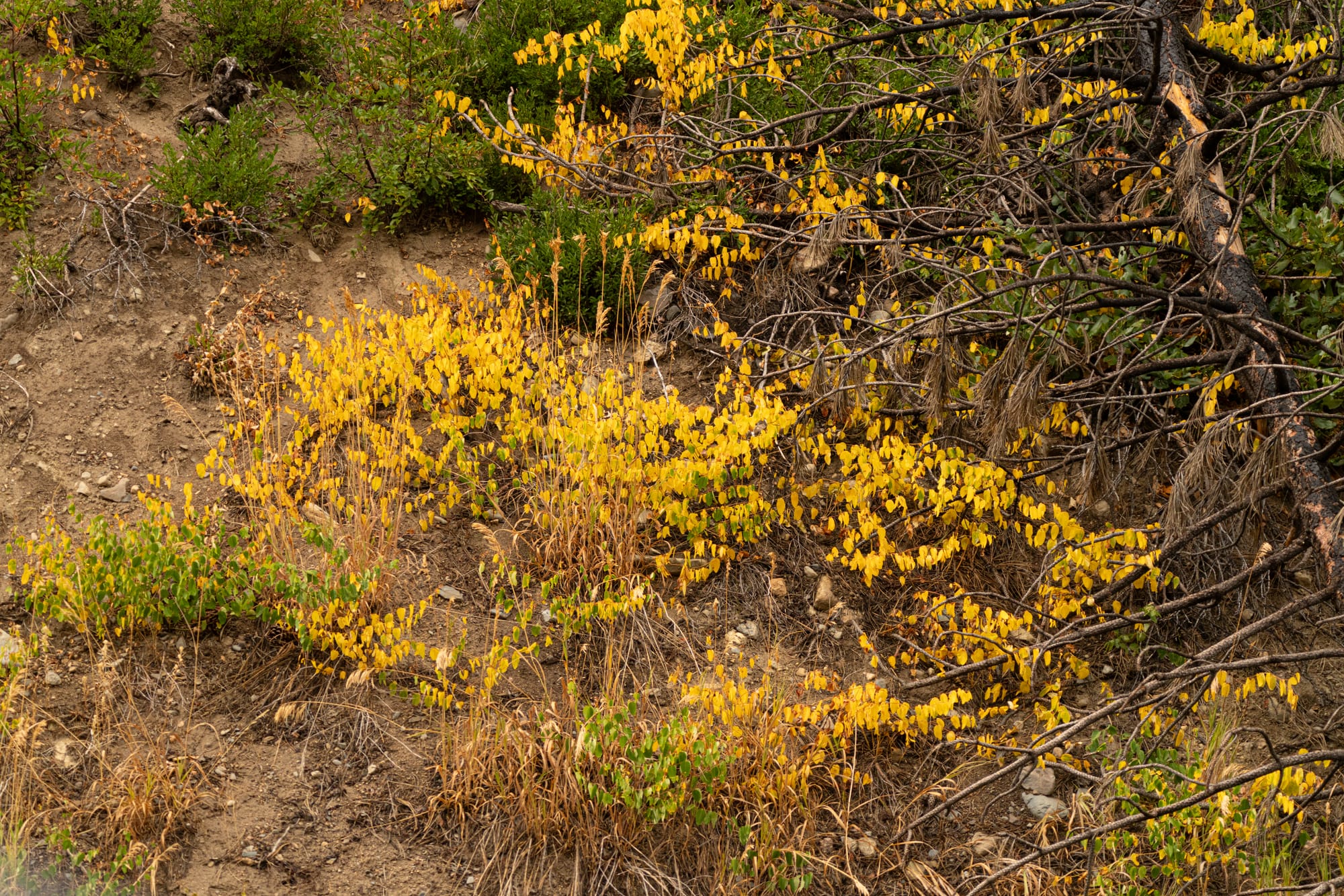 spreading dogbane turning color