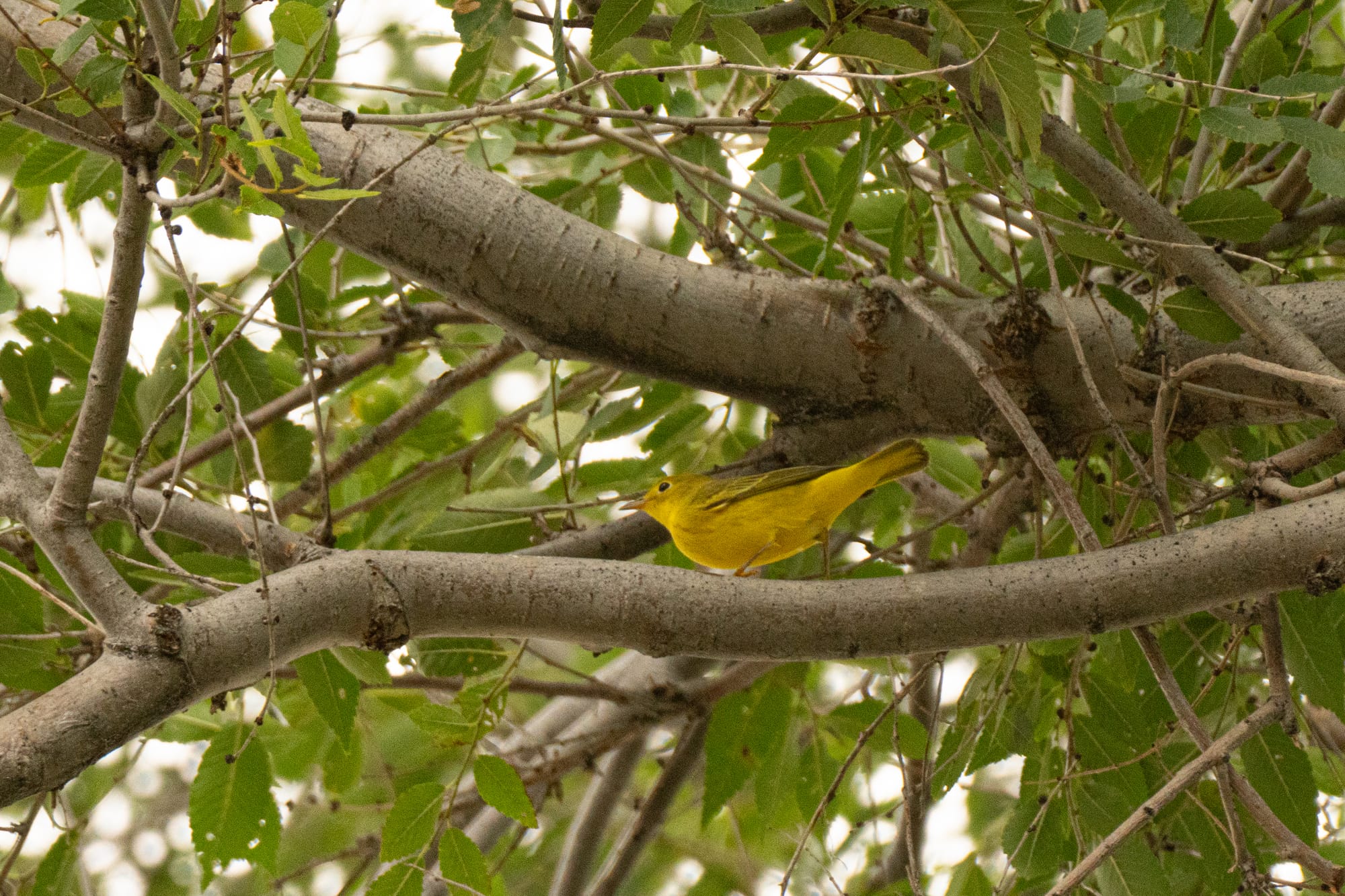 yellow warbler