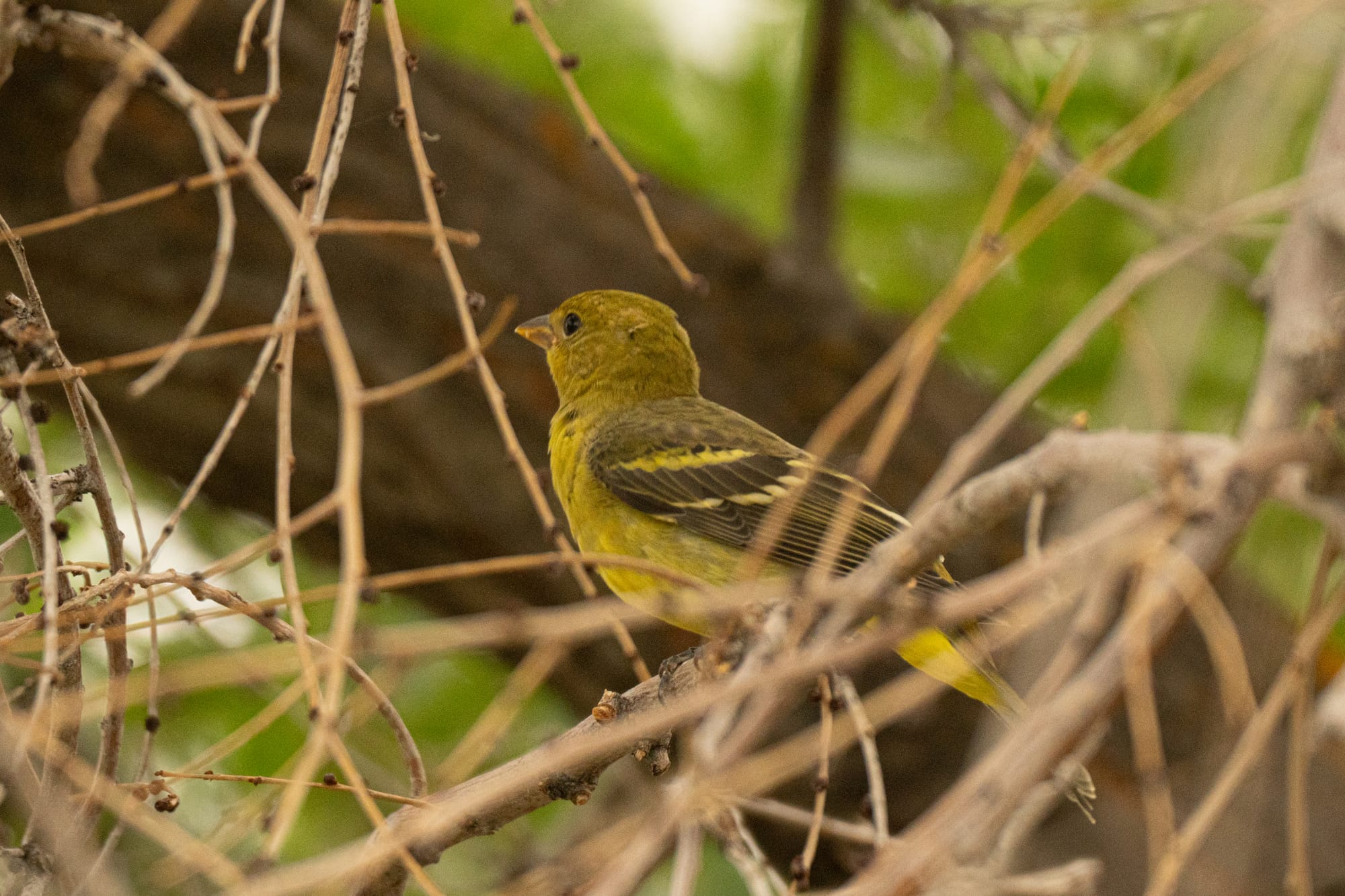 western tanager