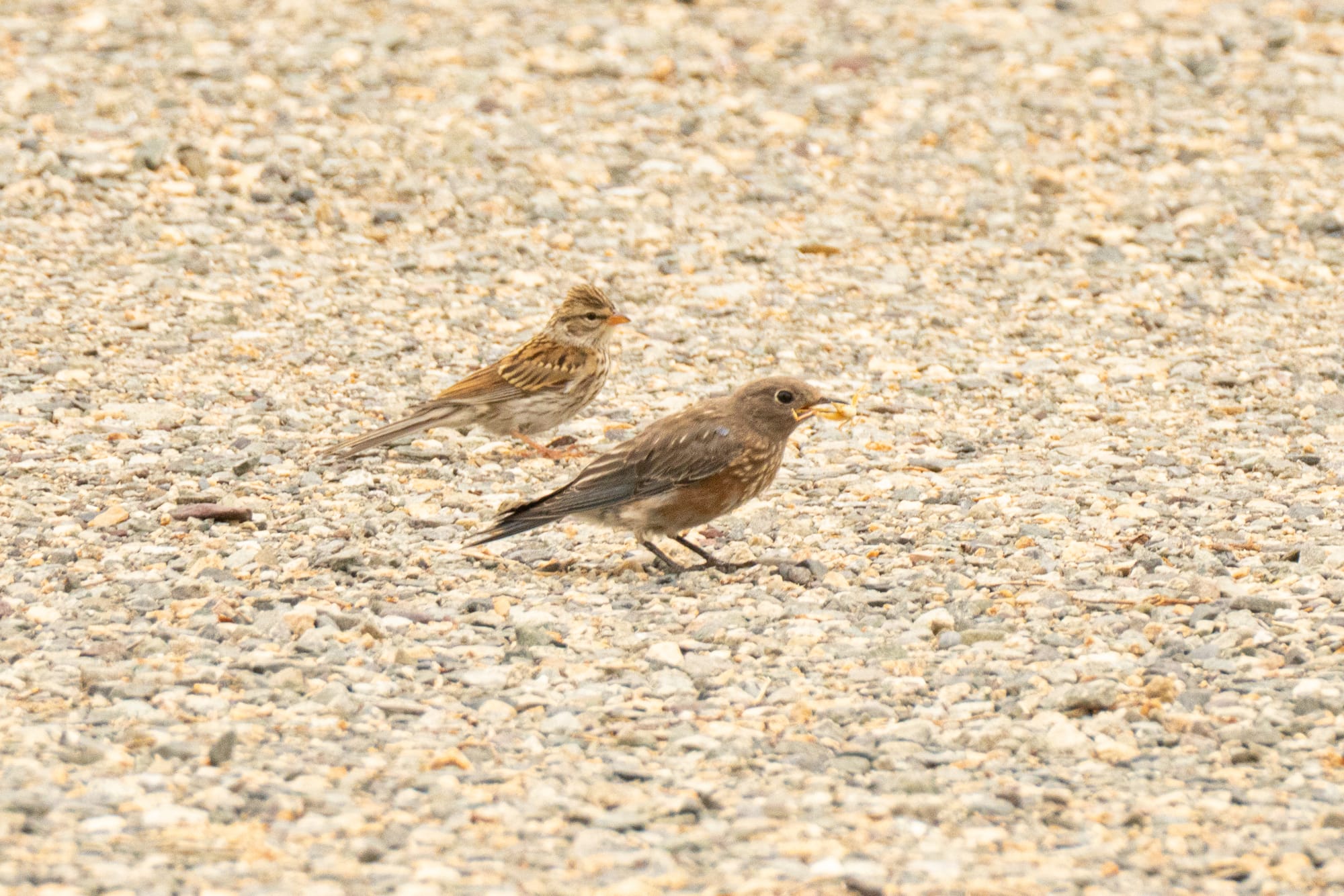 vesper sparrow and western bluebird