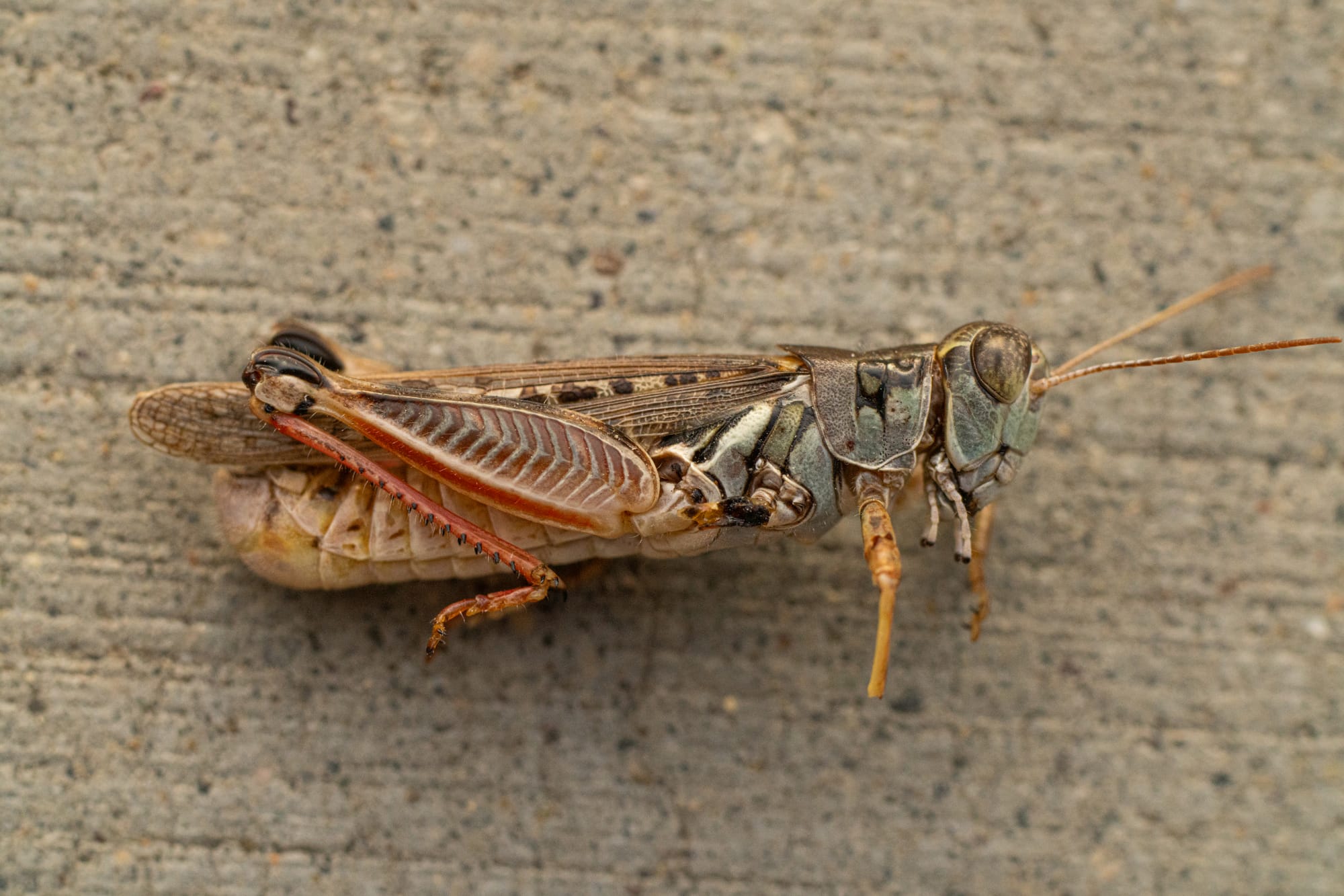 grasshopper