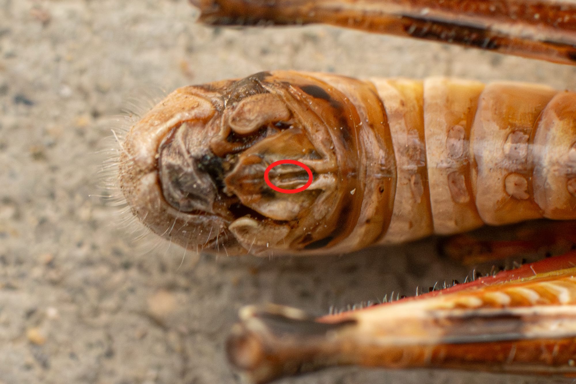 supra-anal plate on grasshopper