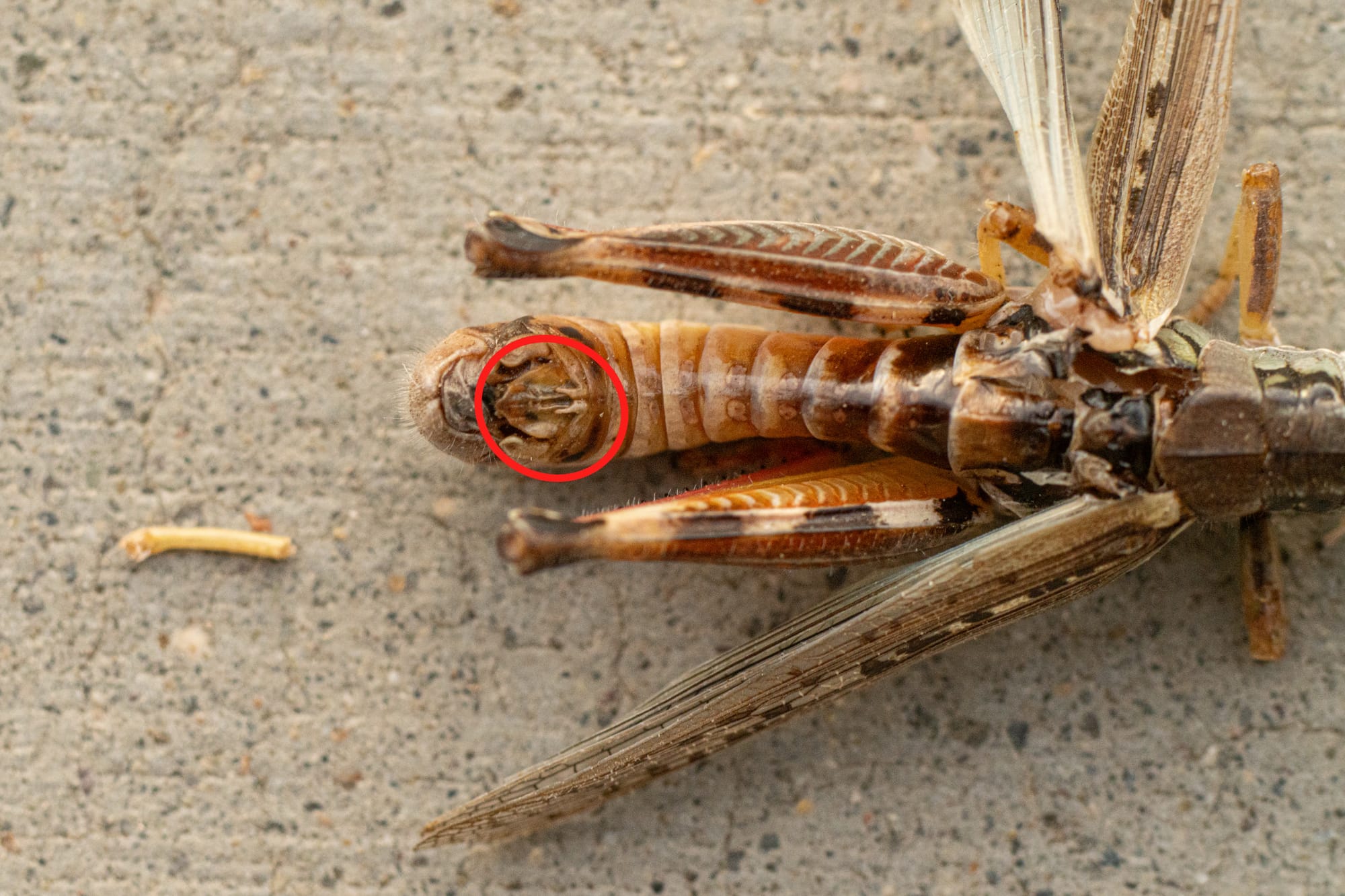 underside view of grasshopper