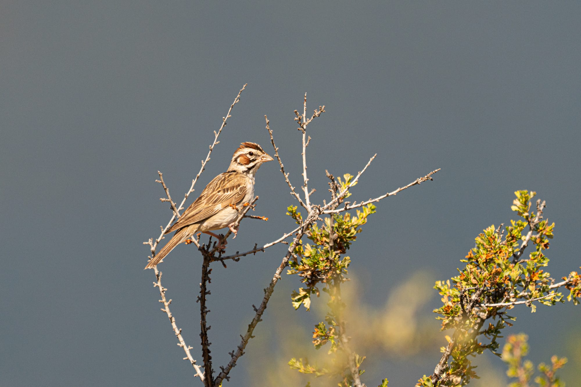 lark sparrow