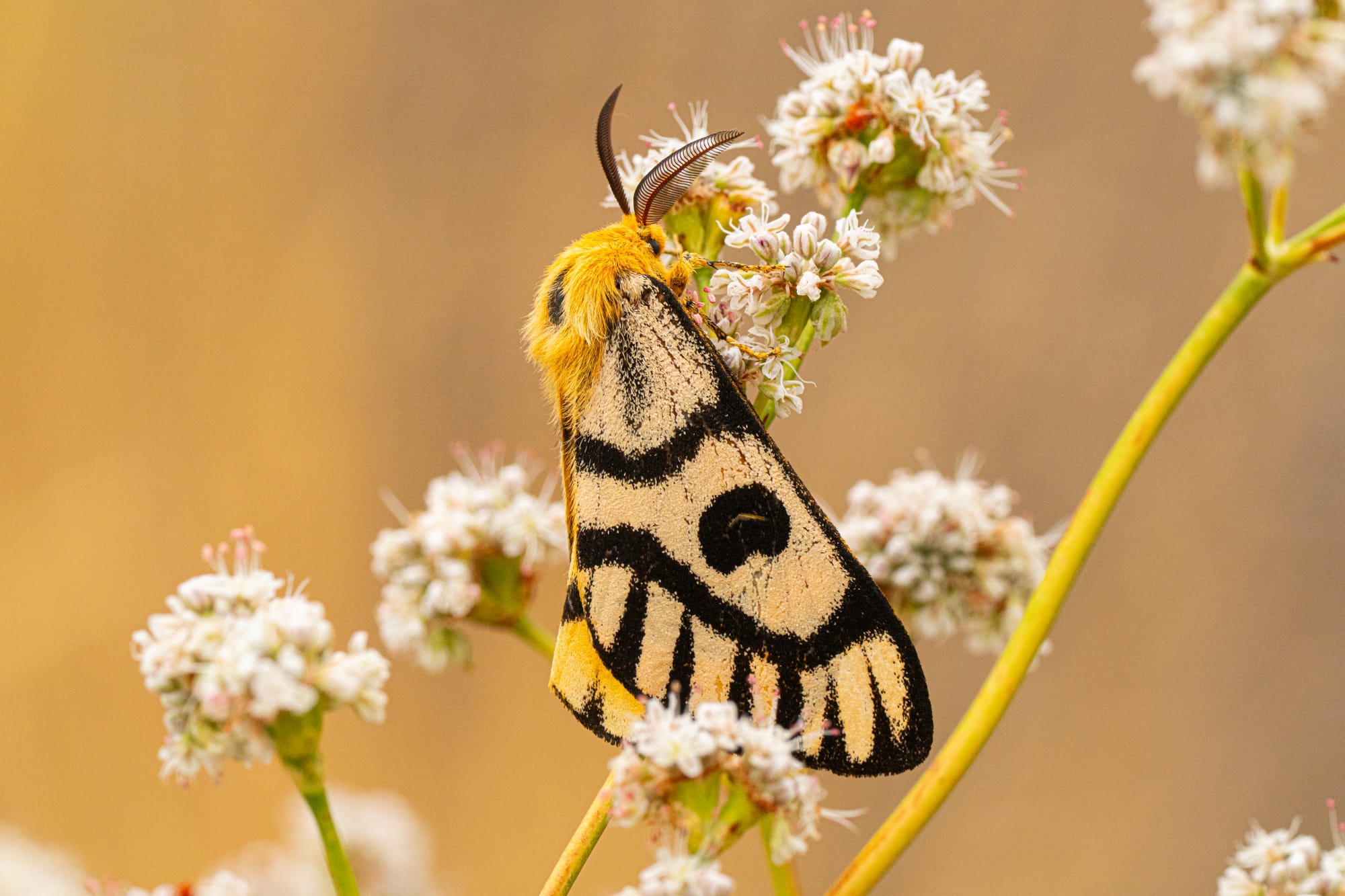 Nuttall's sheep moth