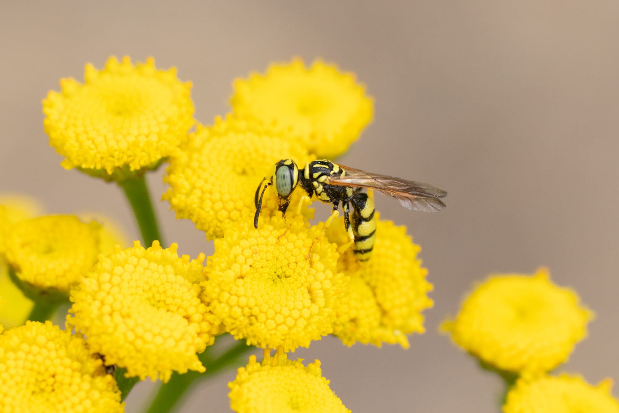 flower wasp
