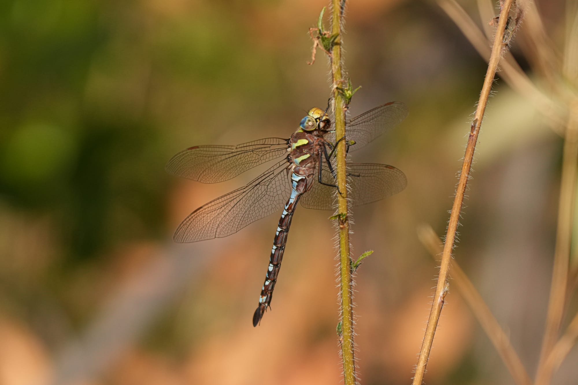 darner