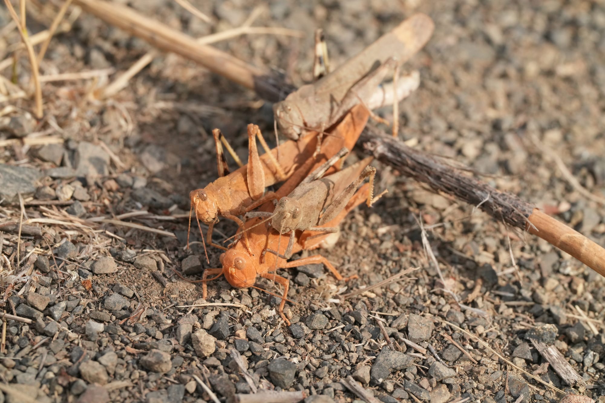 mating grasshoppers