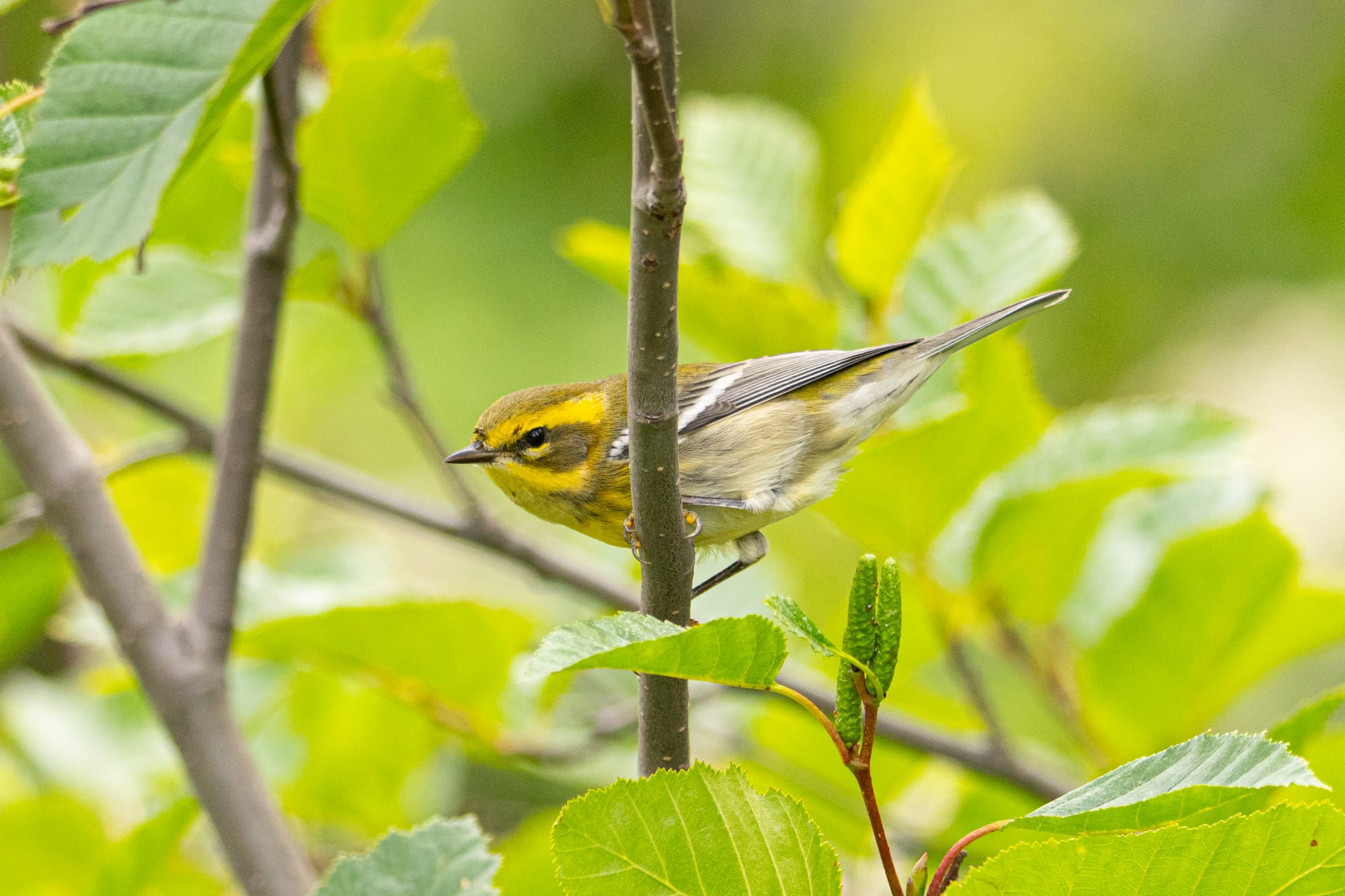 female Townsend's warbler