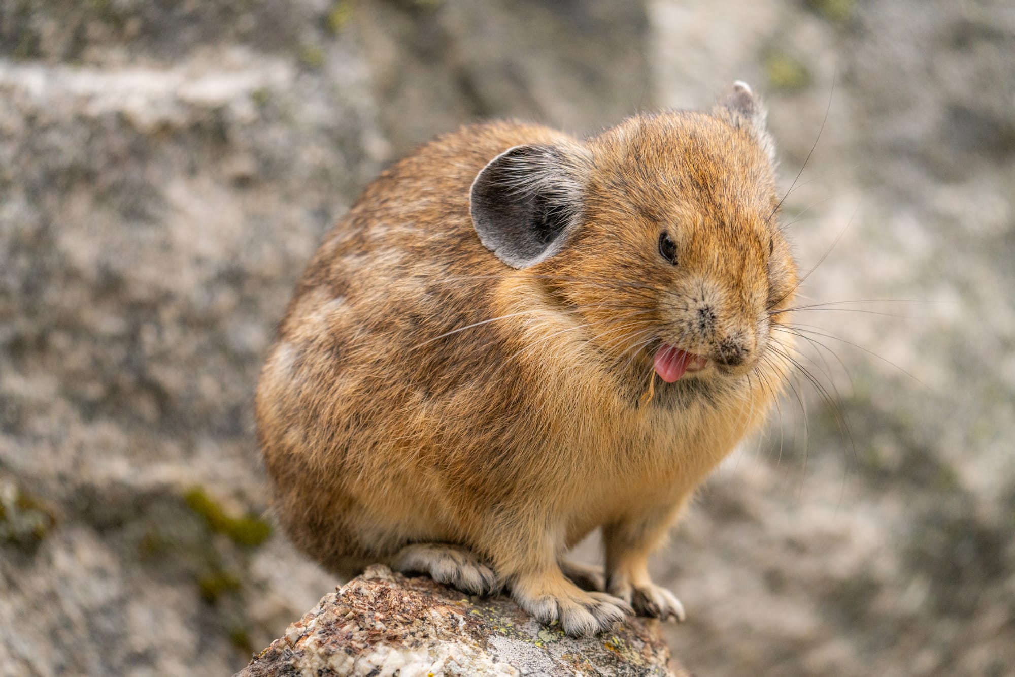 pika