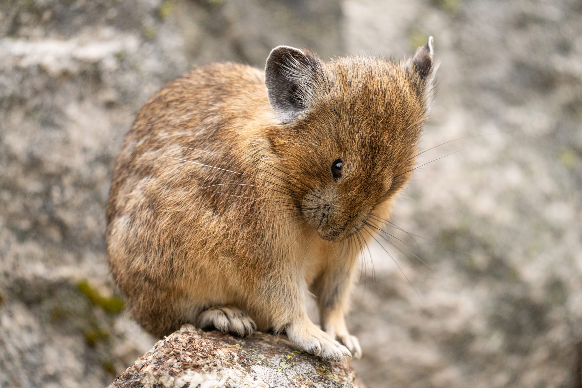 pika