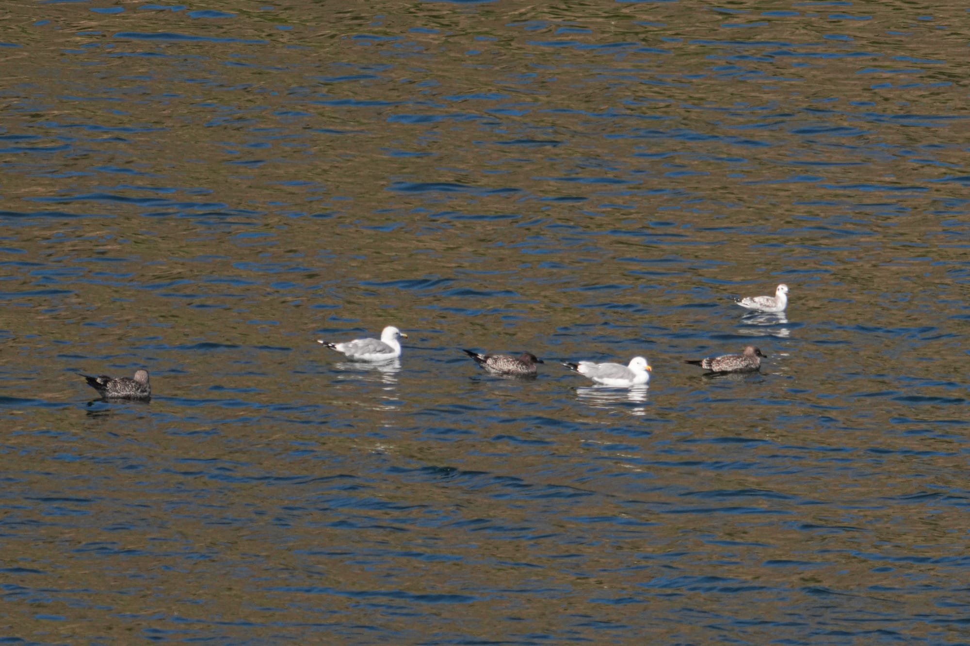 Bonaparte's gull with California gulls