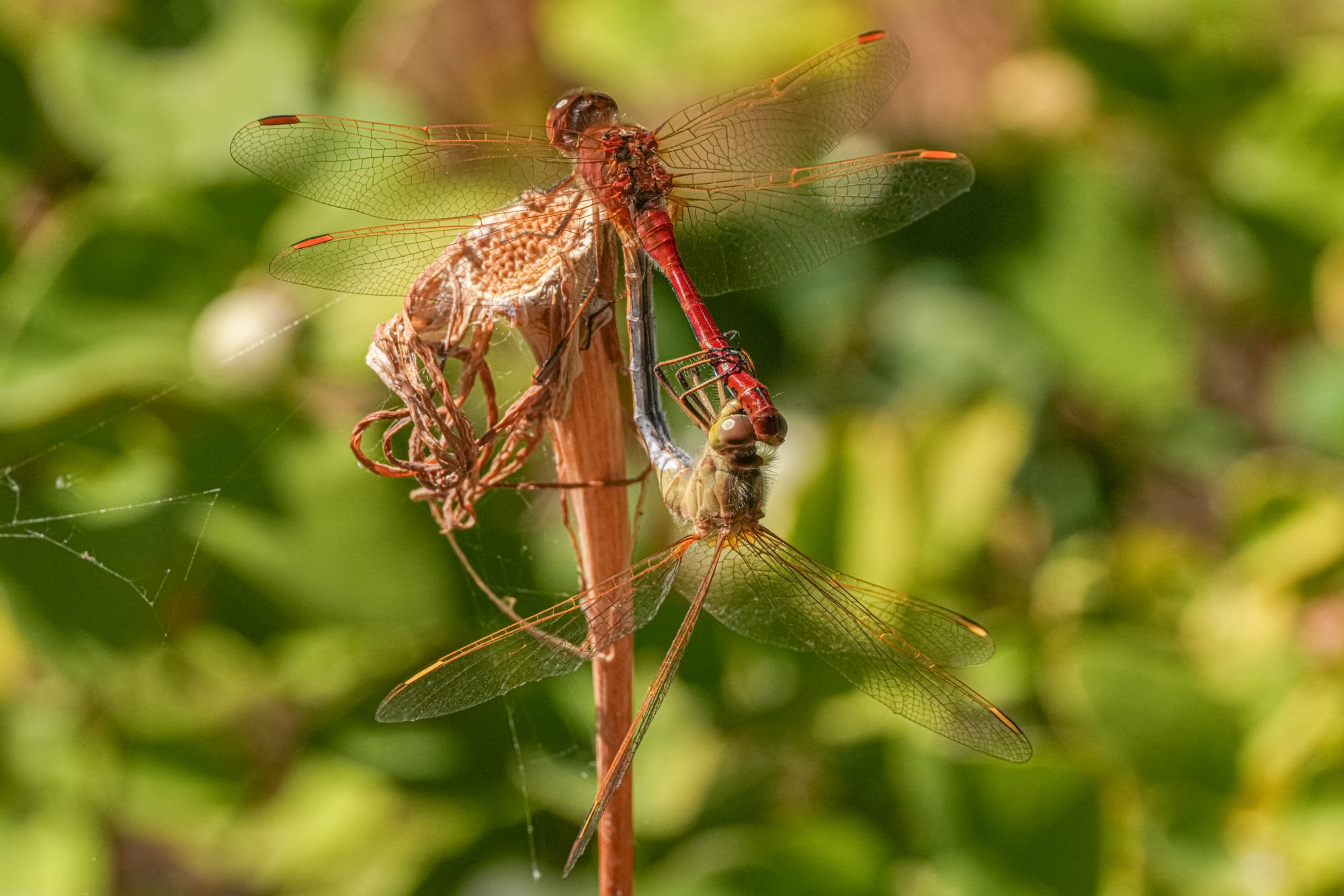 meadowhawks