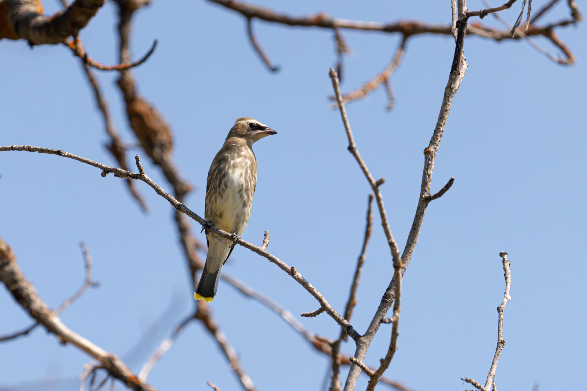 juvenile cedar waxwing