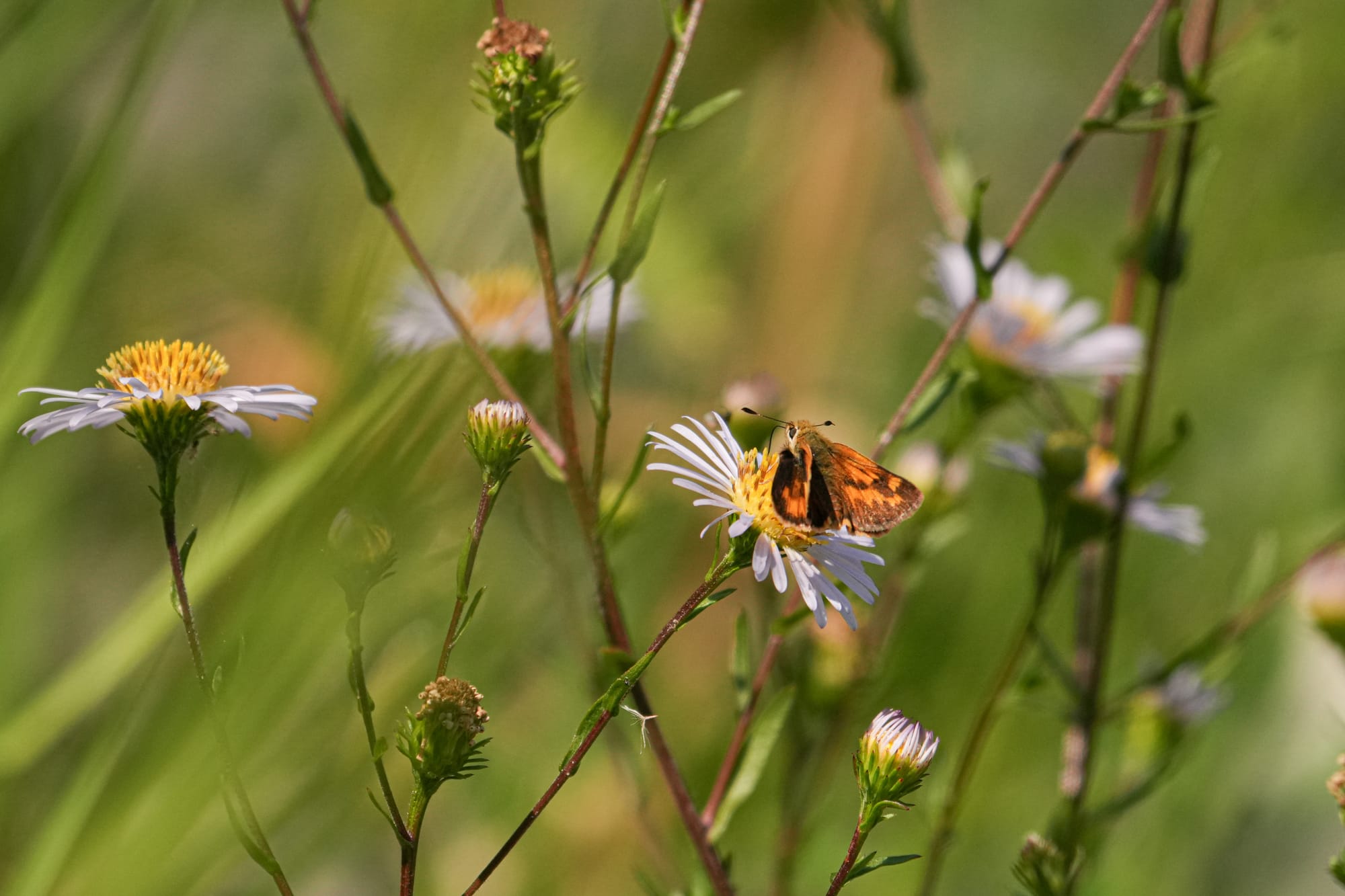 skipper on aster