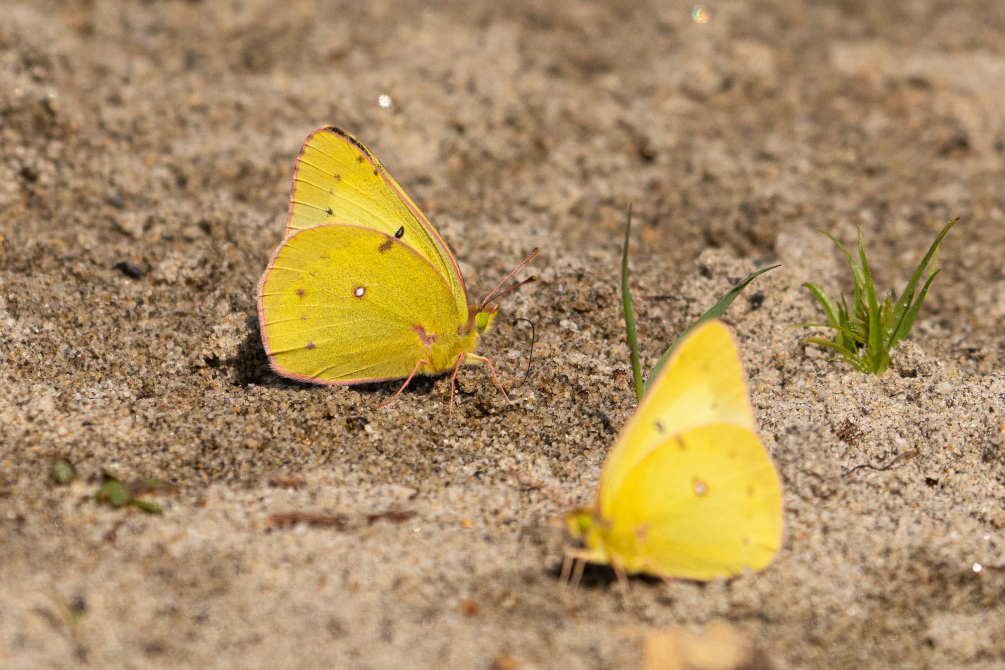 pink-edged sulphurs