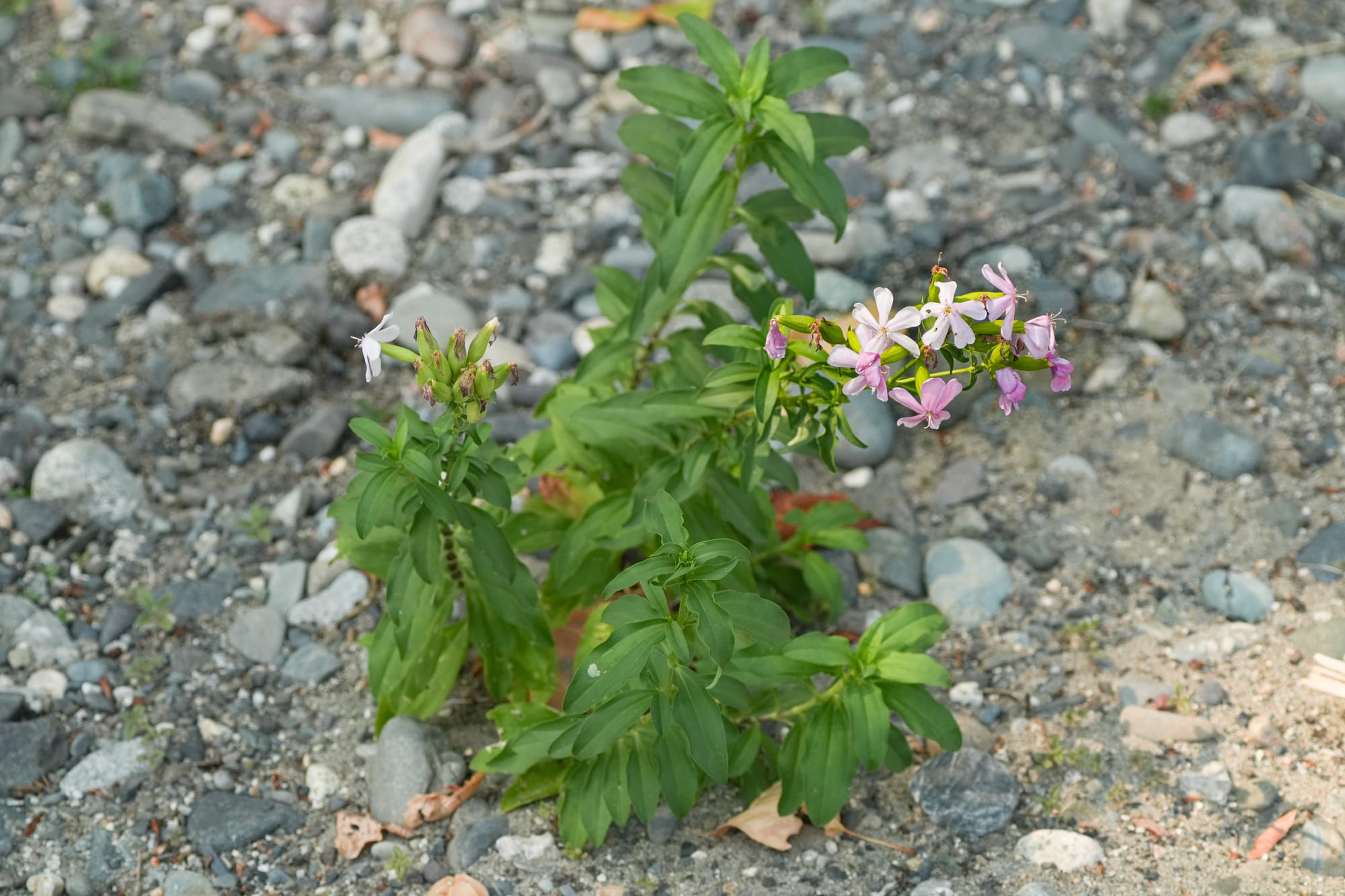 common soapwort