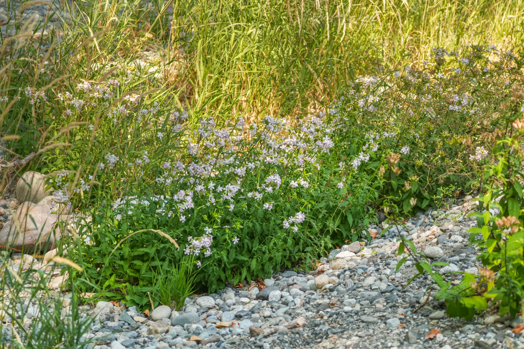 patch of common soapwort