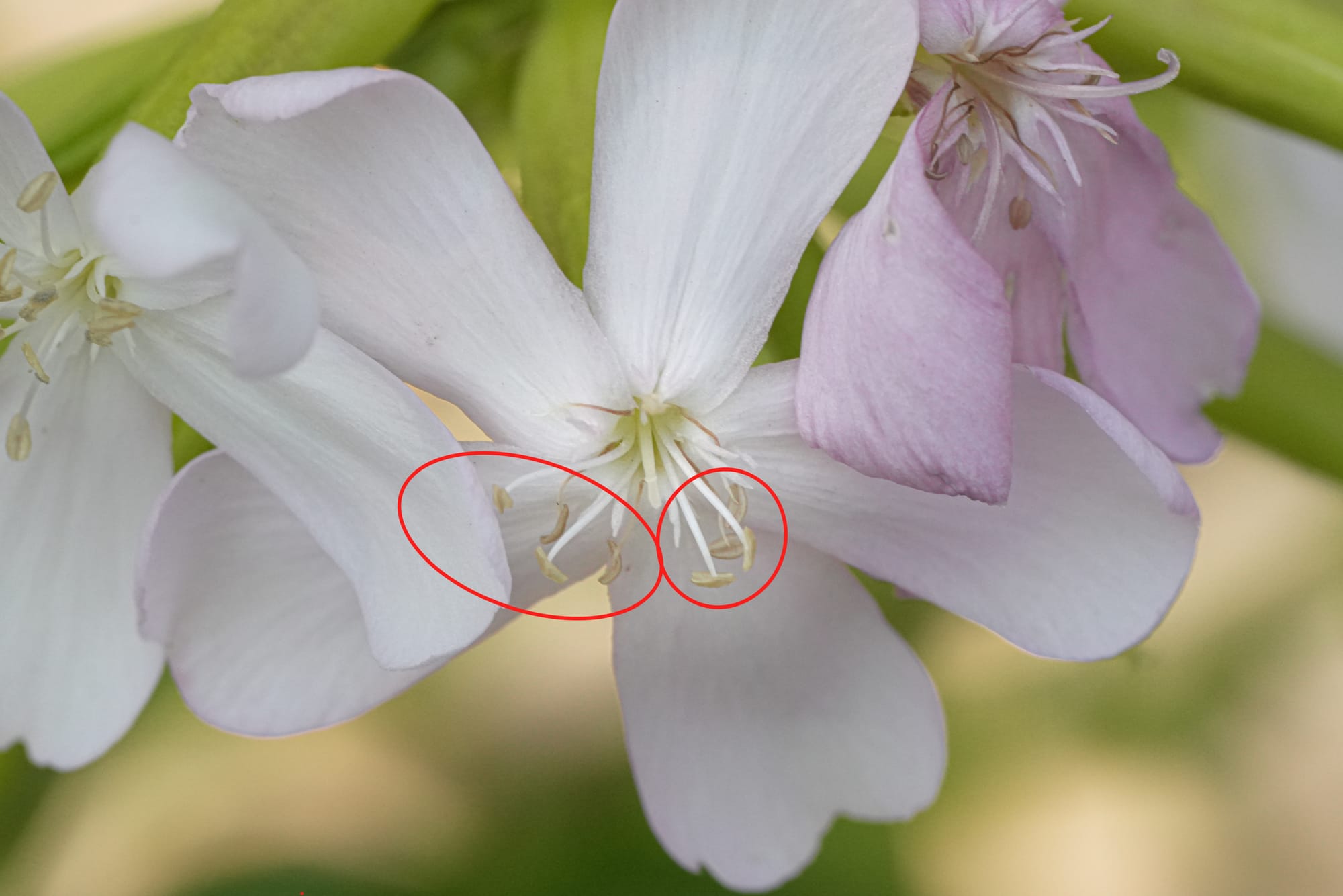 common soapworth anthers