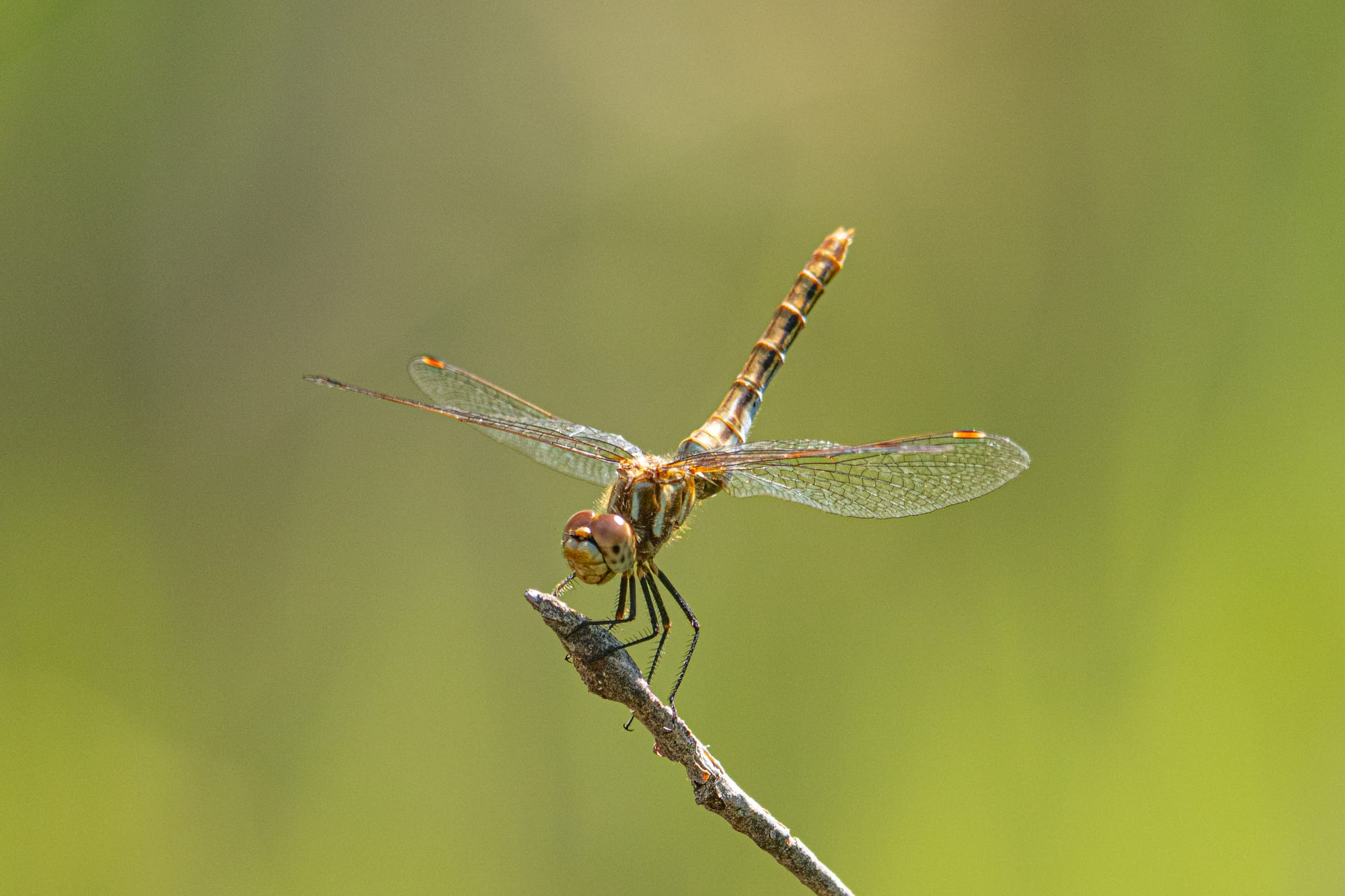 meadowhawk