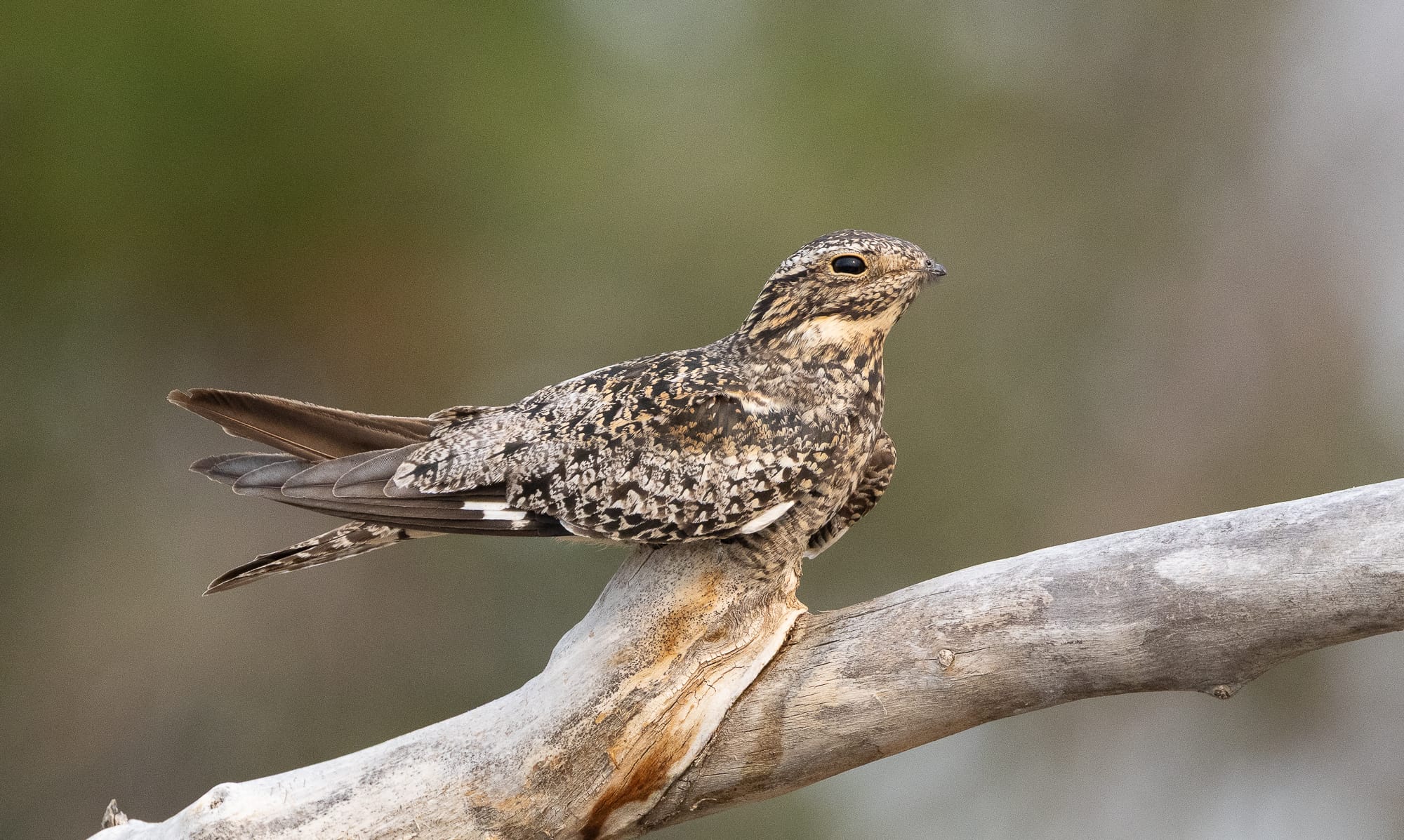 common nighthawk