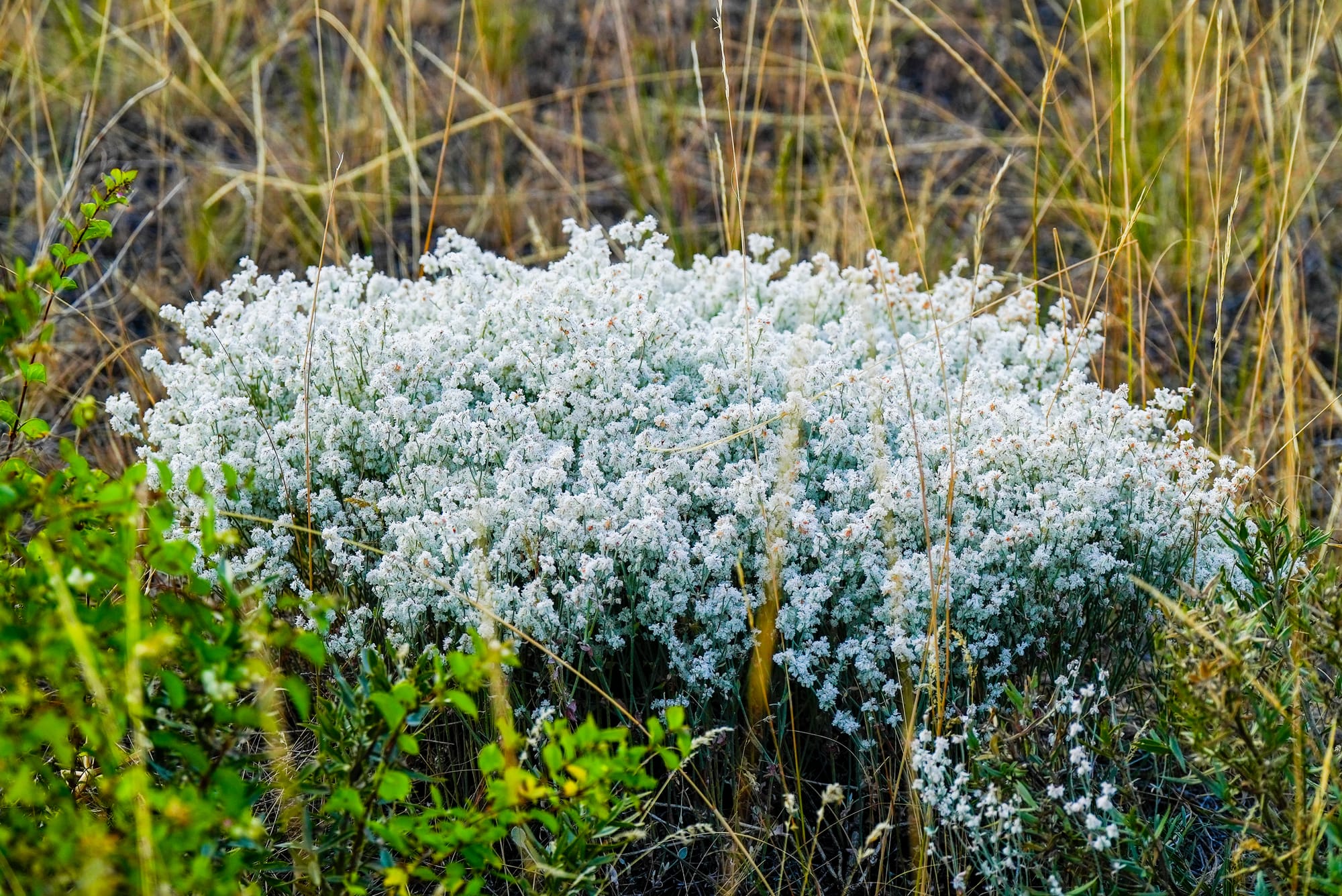 snow buckwheat
