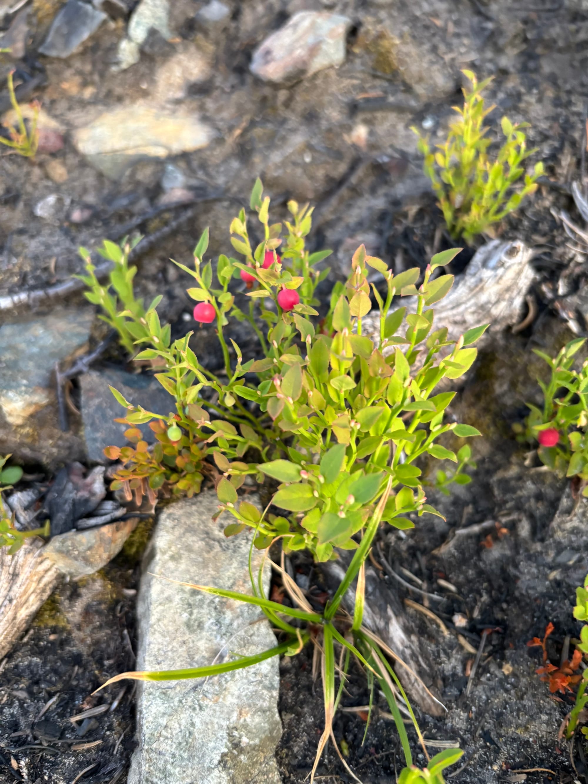 grouse whortleberry berries