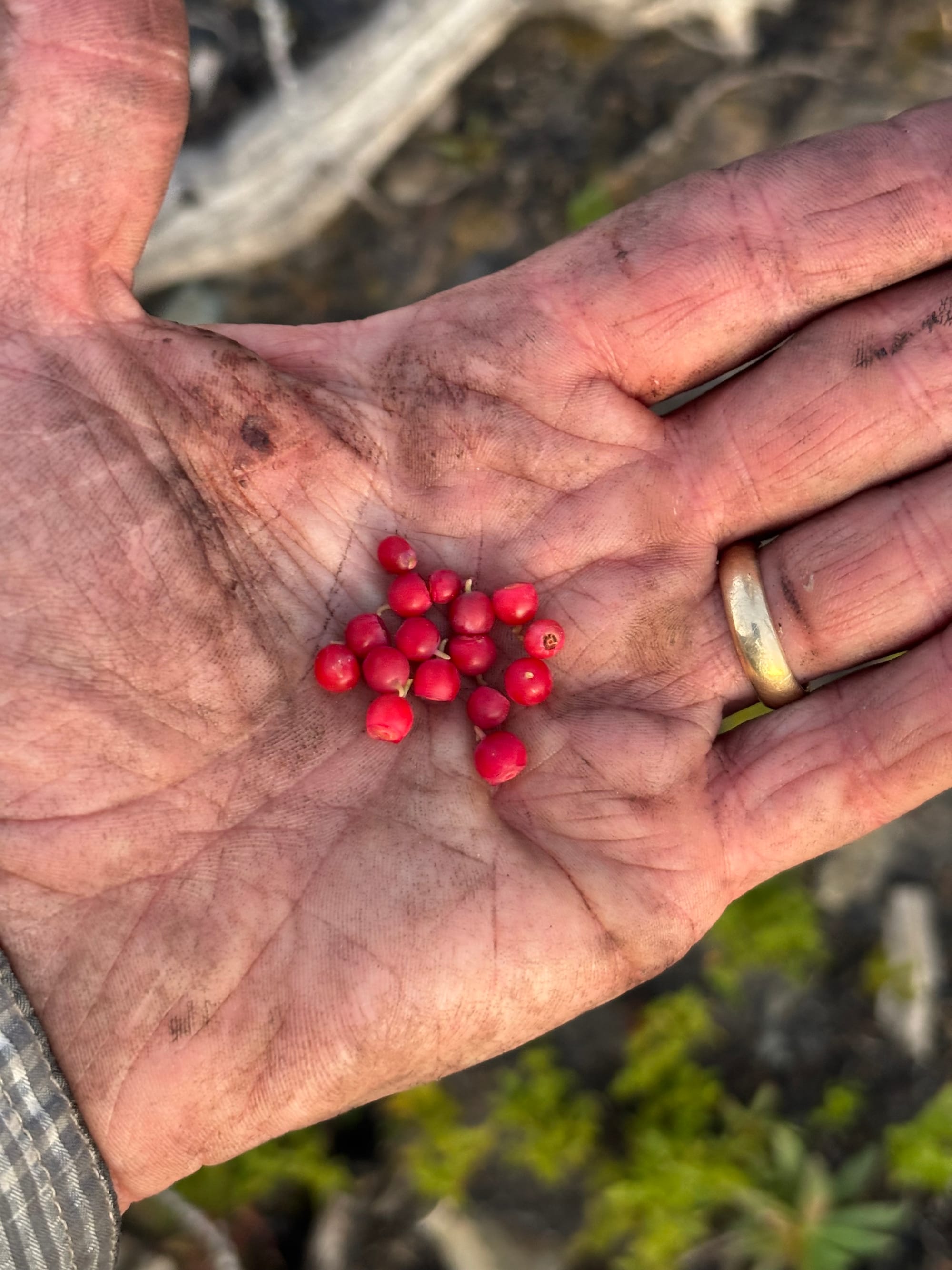 grouse whortleberry berries