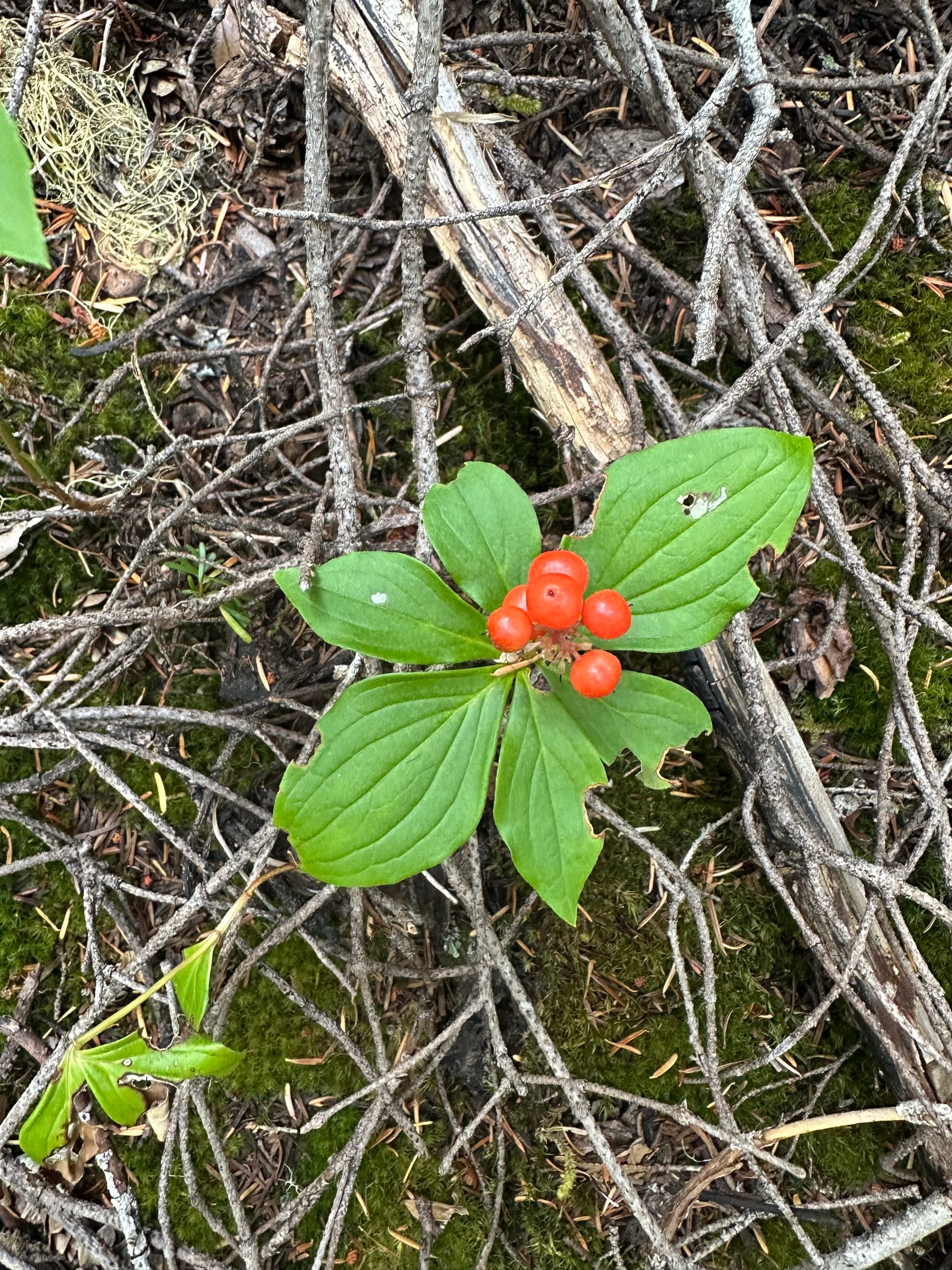 bunchberry