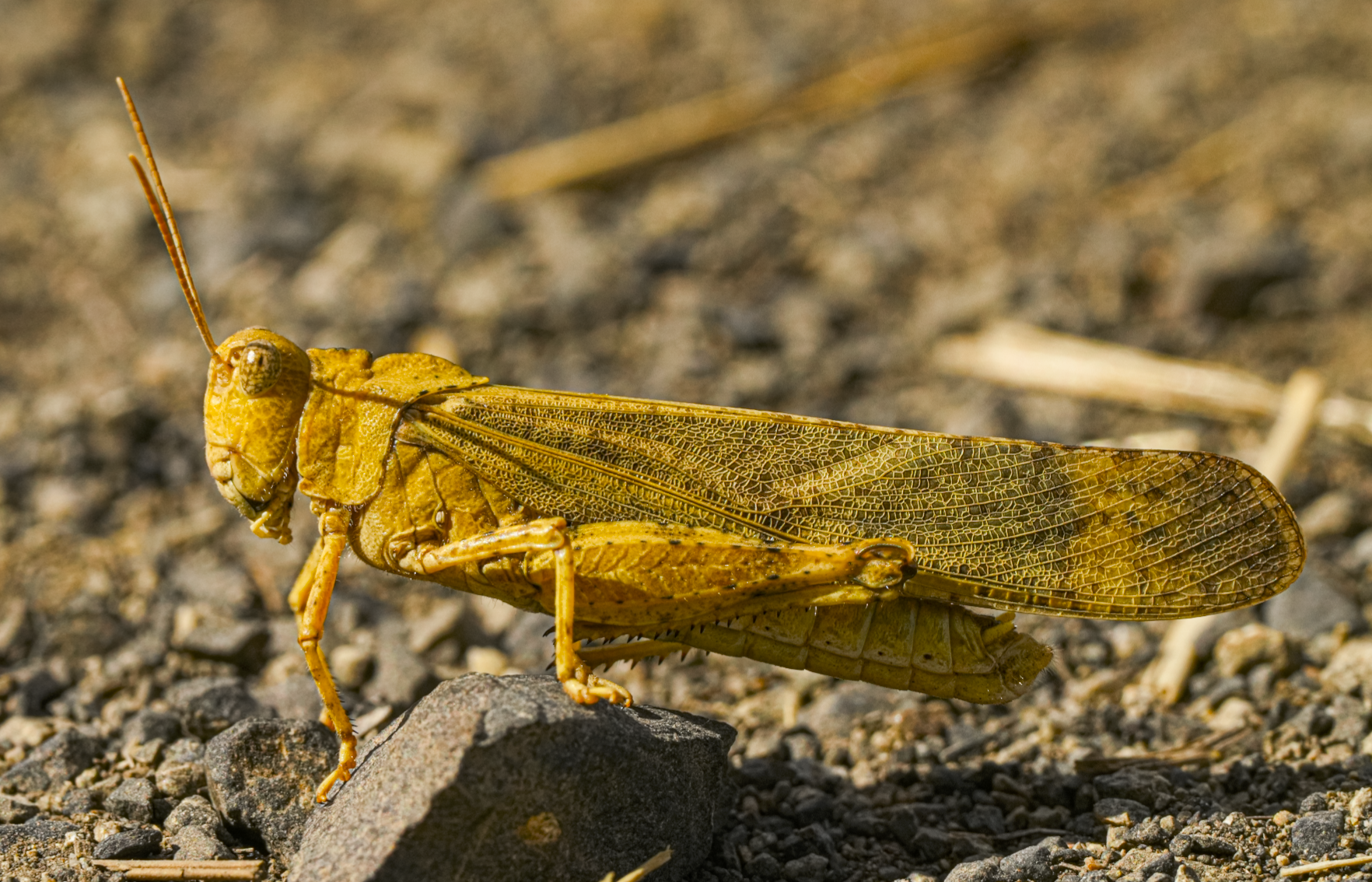 grasshopper