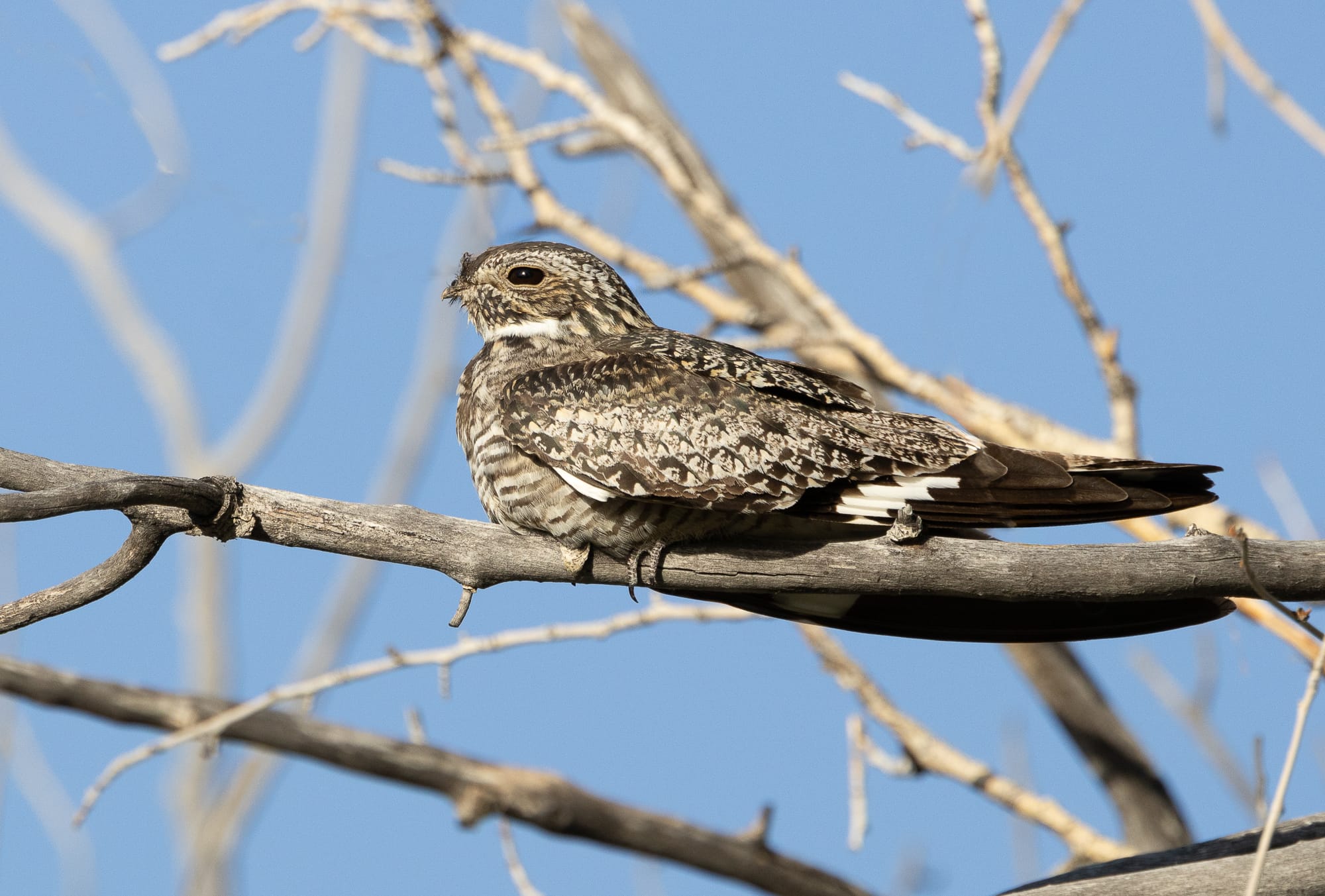 common nighthawk