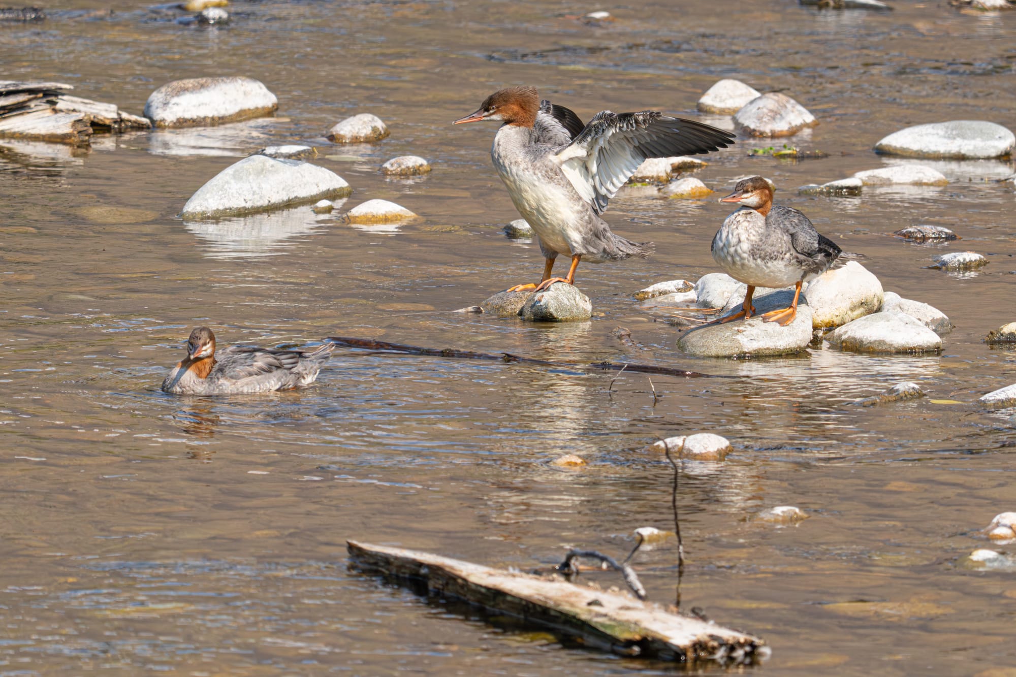 common mergansers