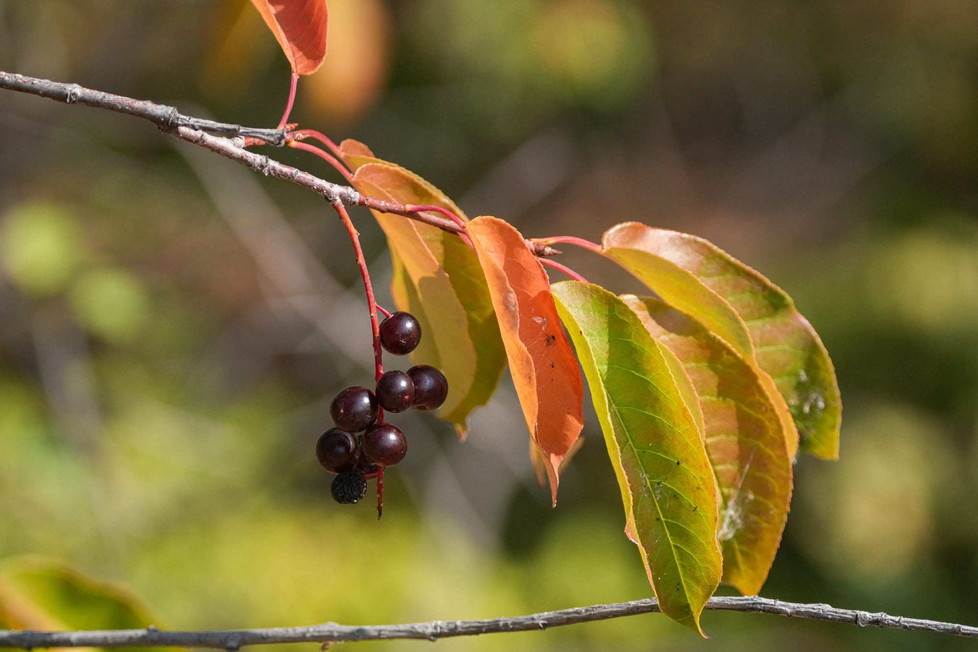chokecherry
