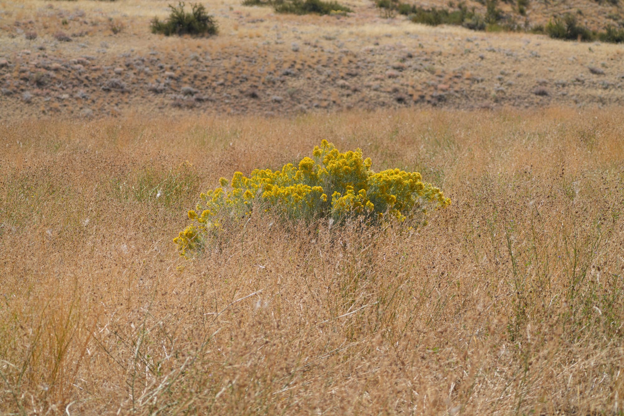 rabbitbrush in weeds