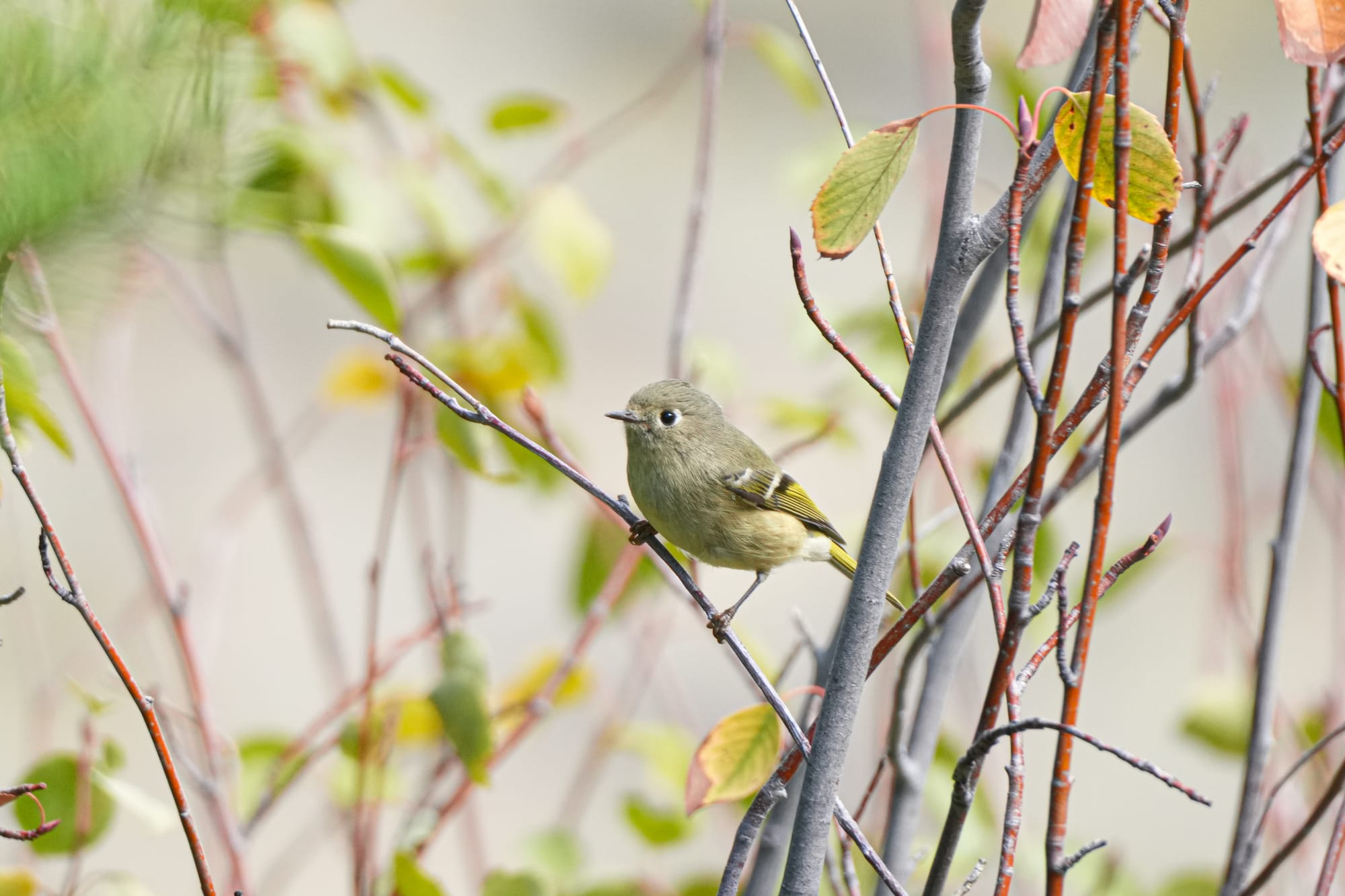 ruby-crowned kinglet