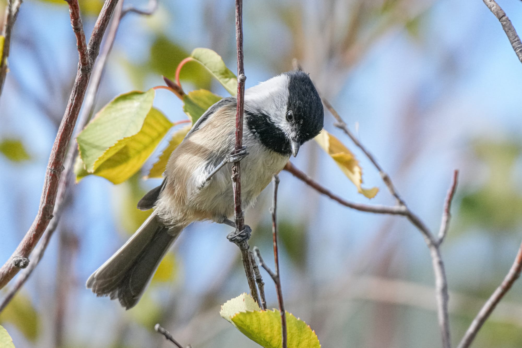 black-capped chickadee