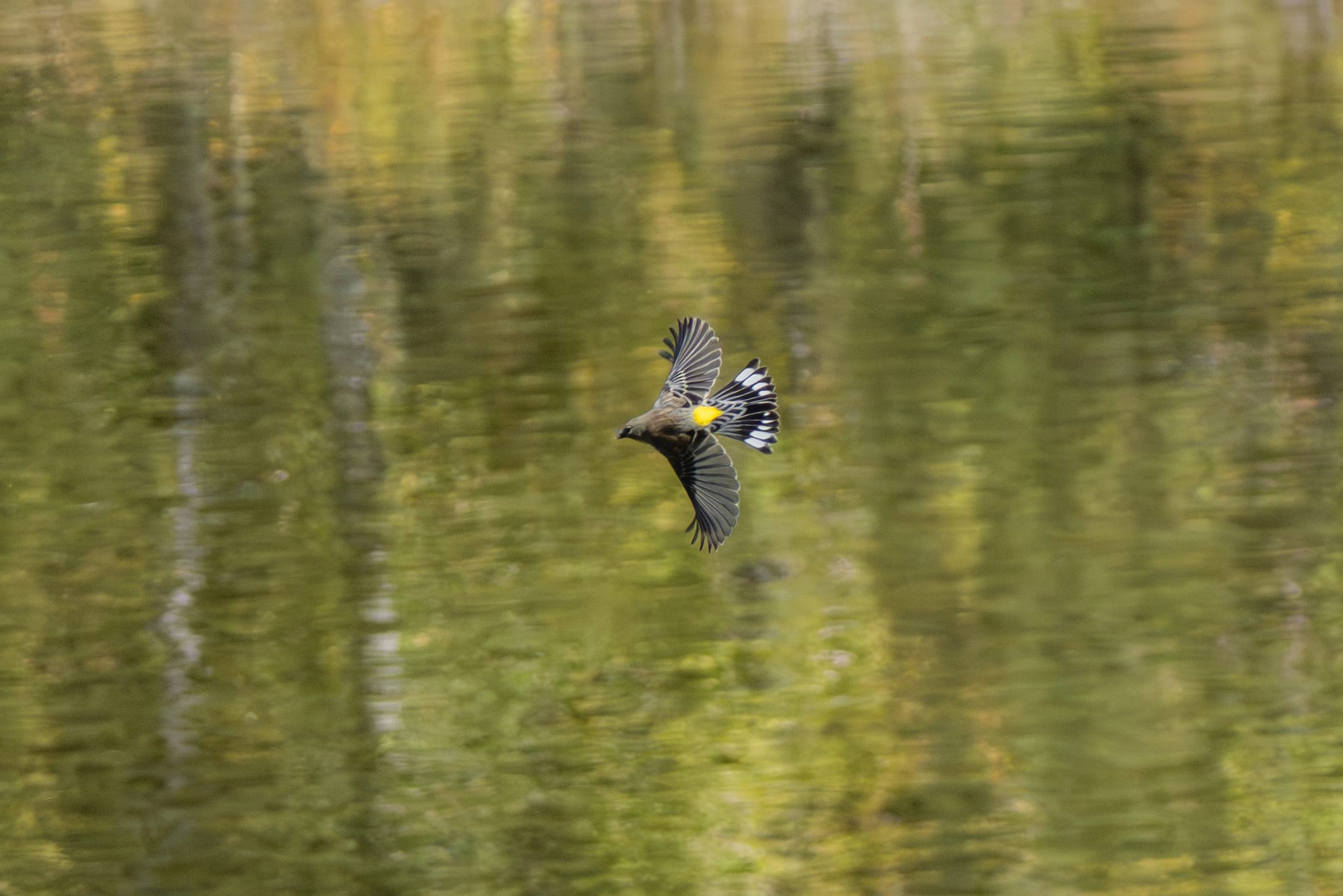 yellow-rumped warbler