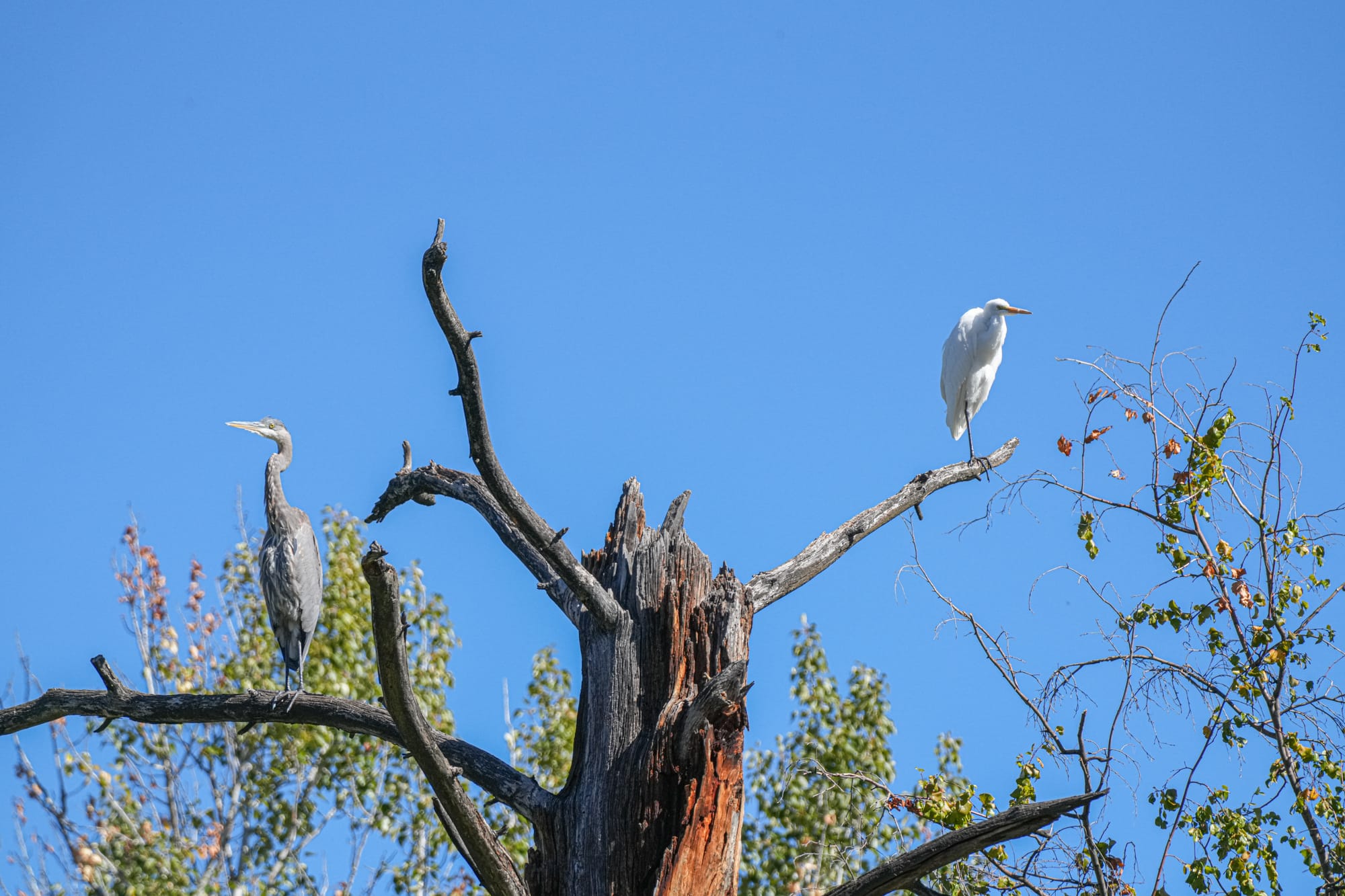 great egret and great blue heron