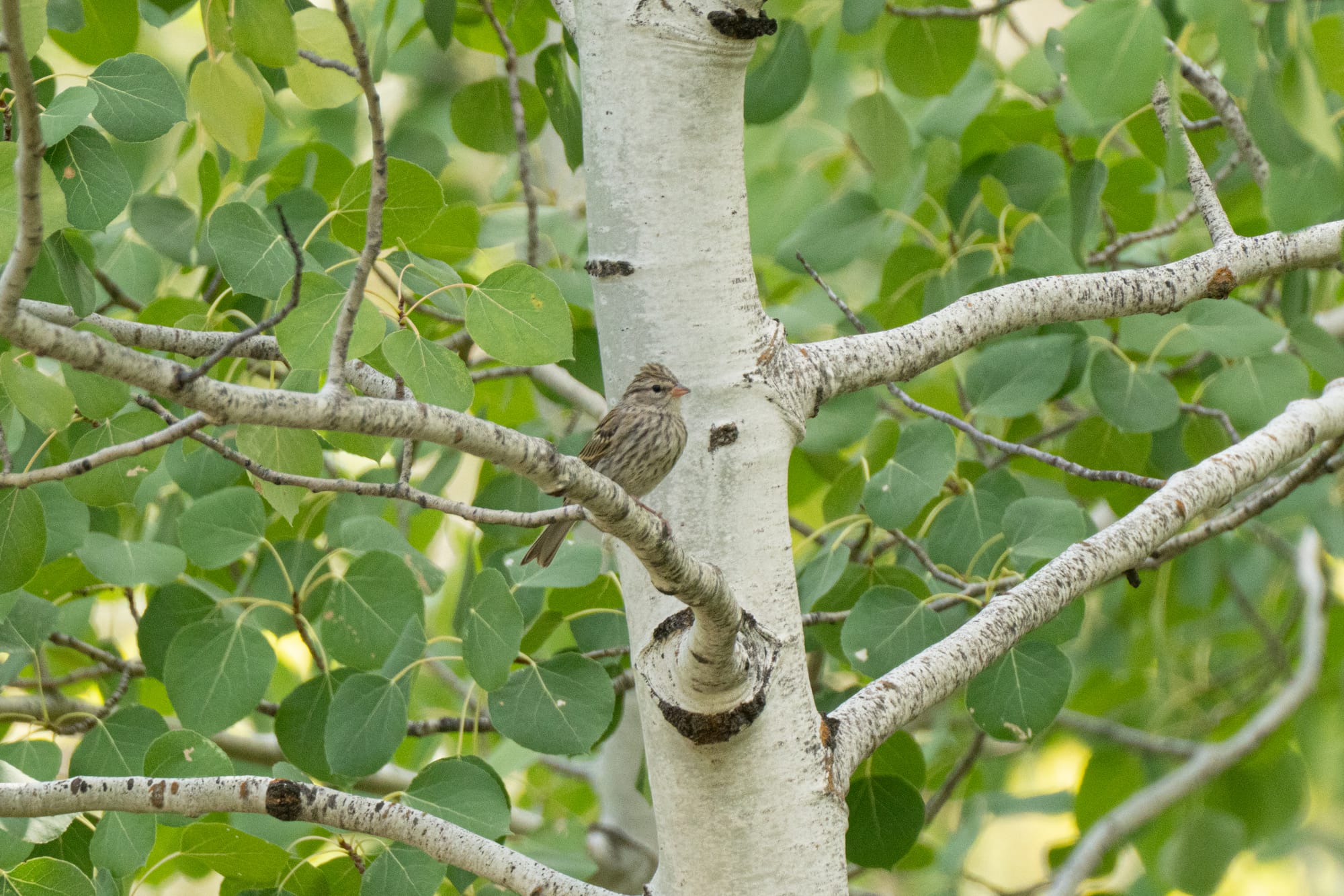 juvenile chipping sparrow