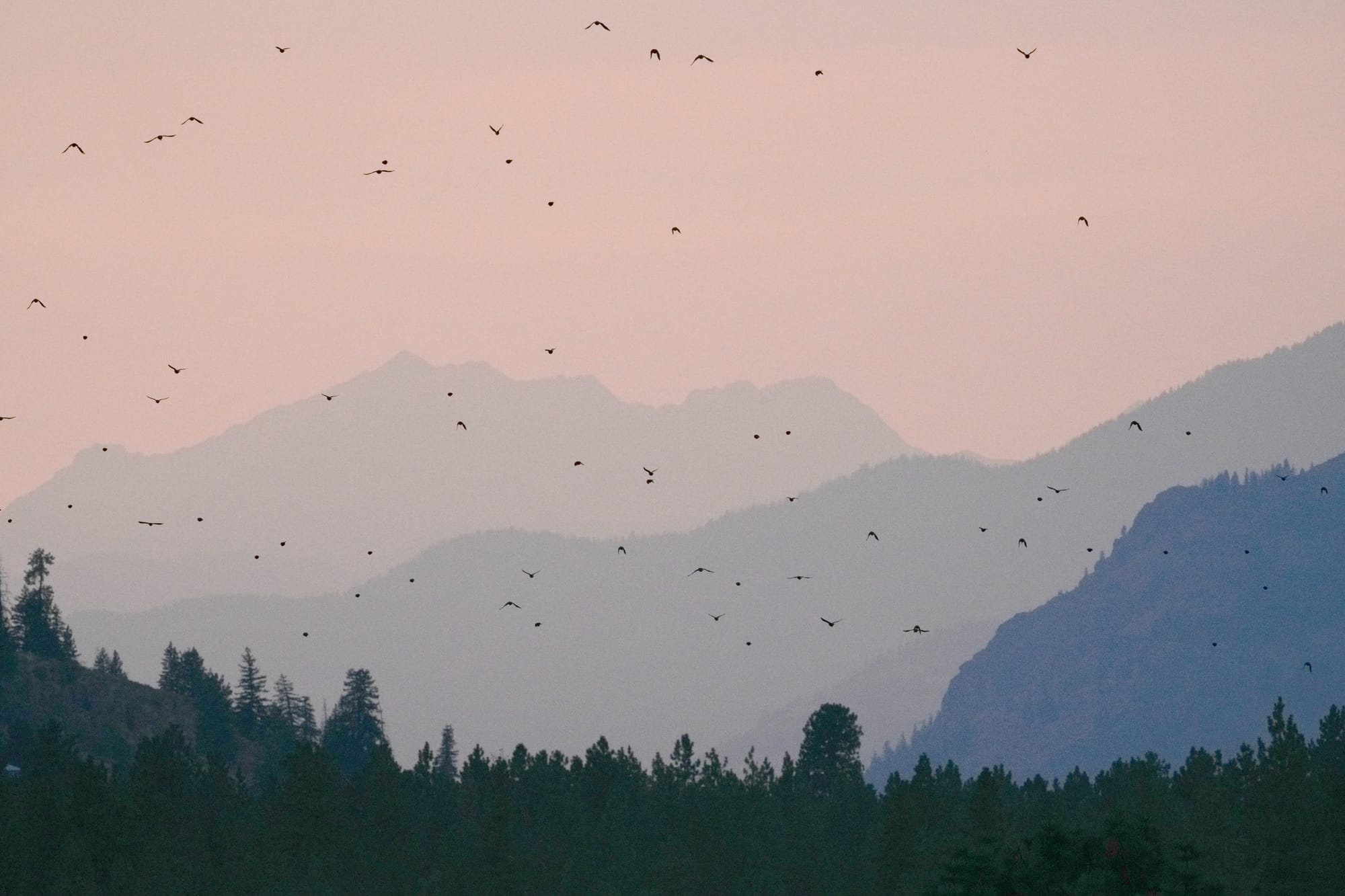 blackbirds and wildfire smoke