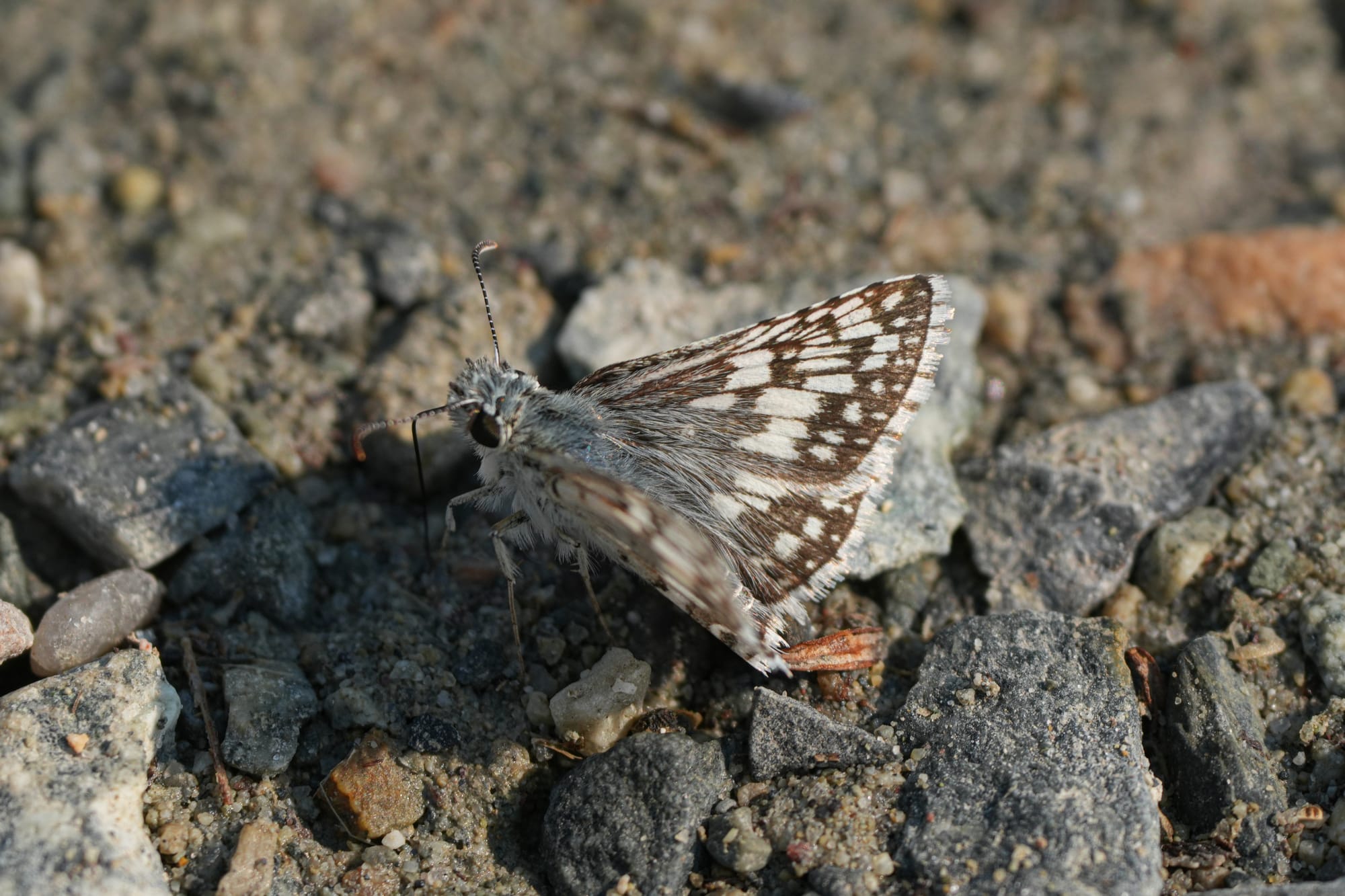 common checkered skipper
