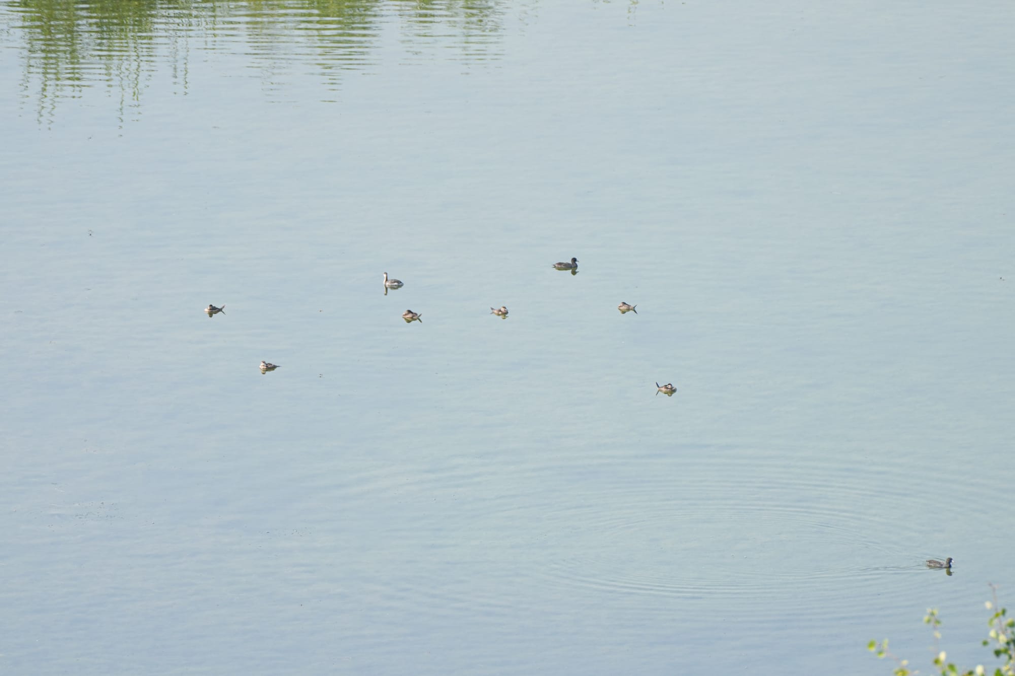 ducks on lake