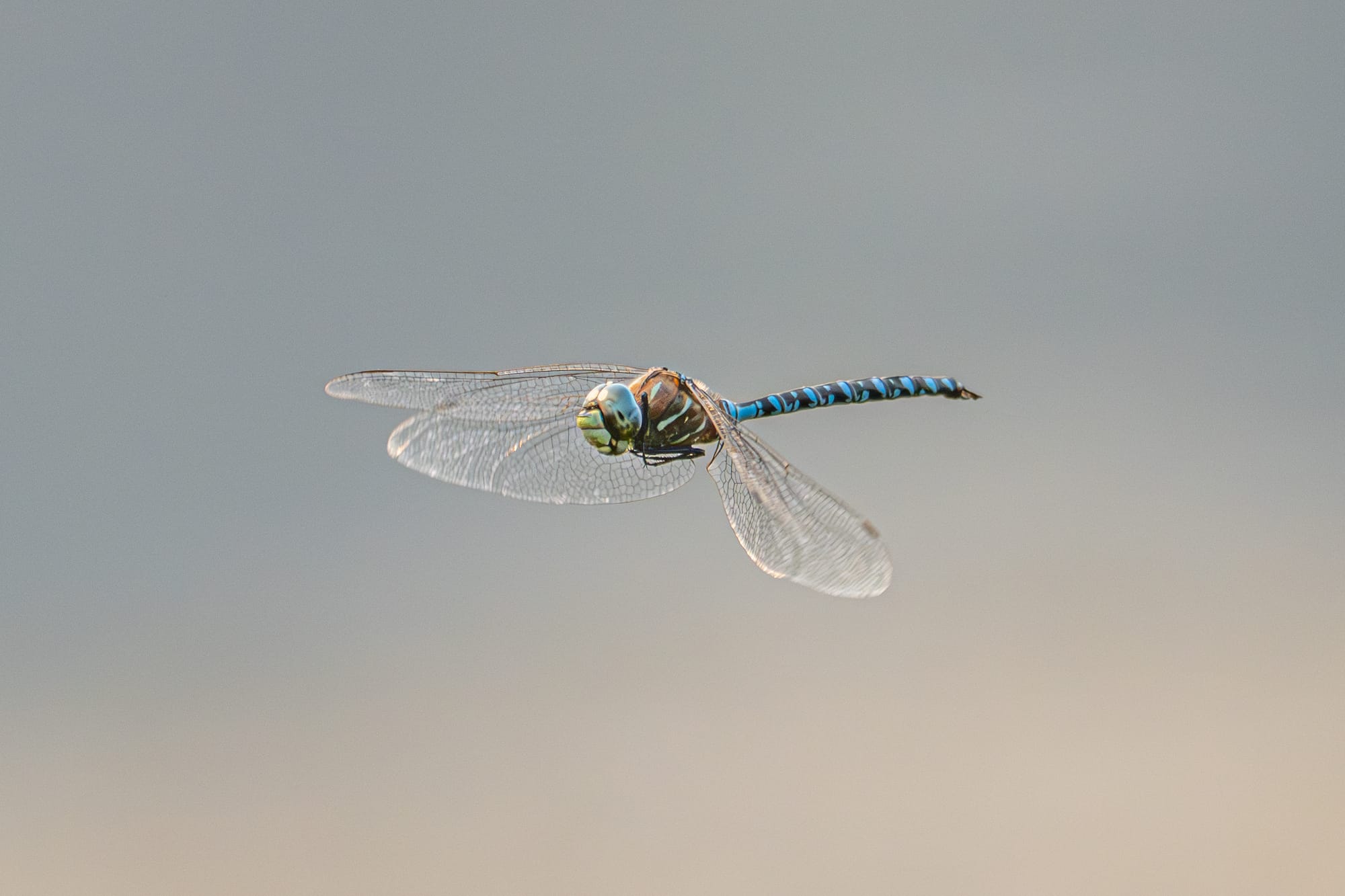 darner dragonfly