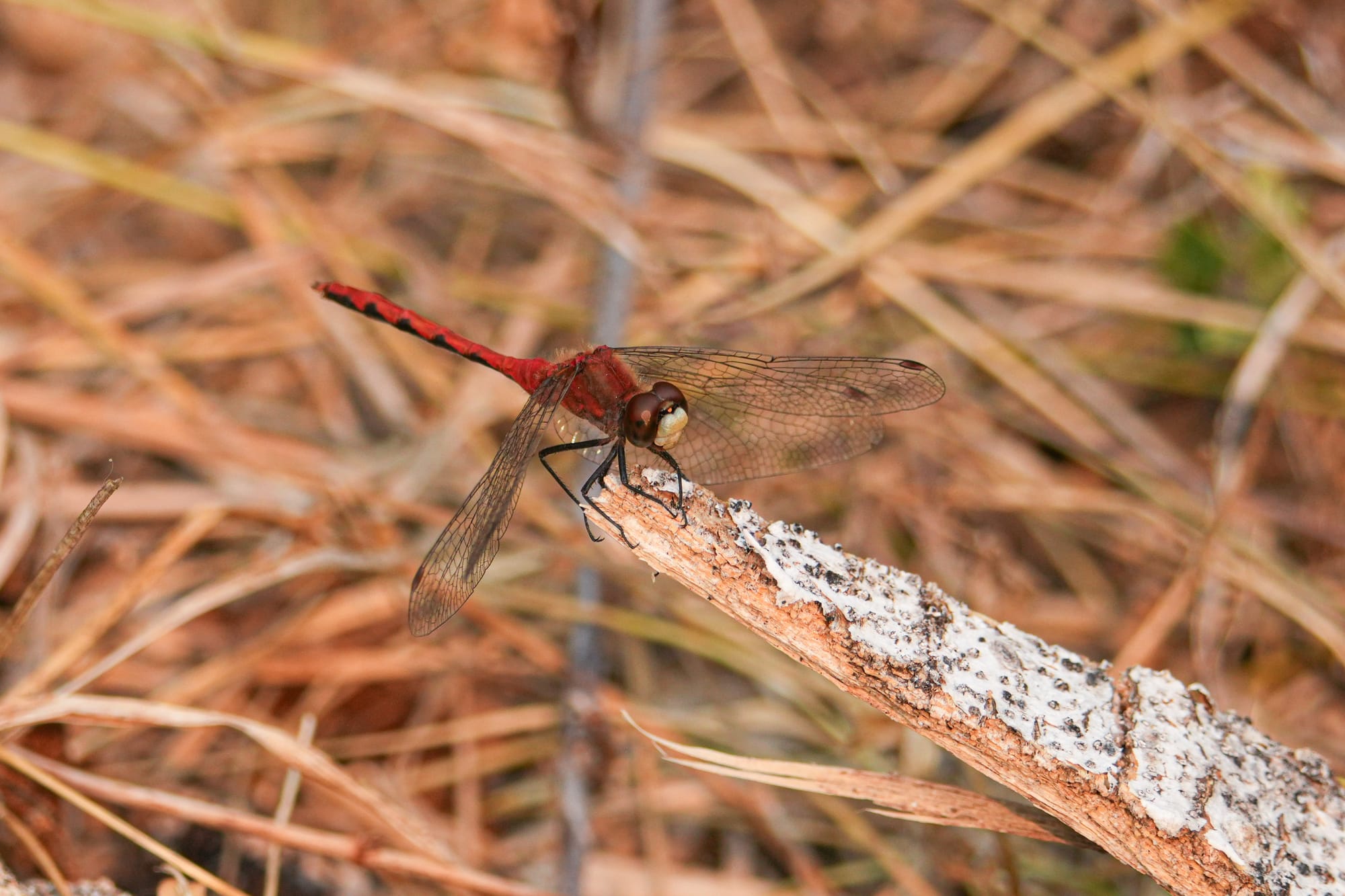 white-faced meadowhawk